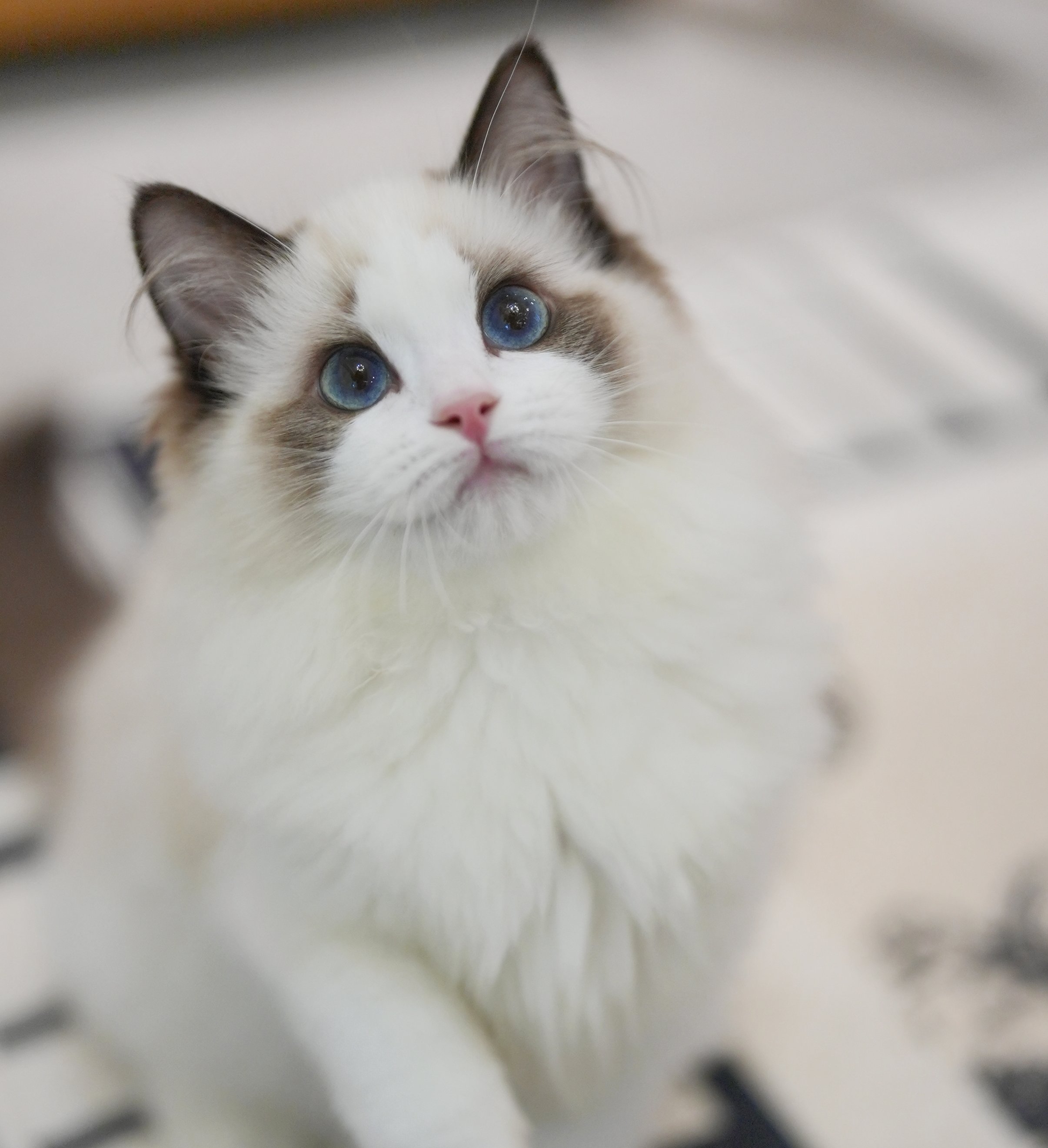 麦麦
