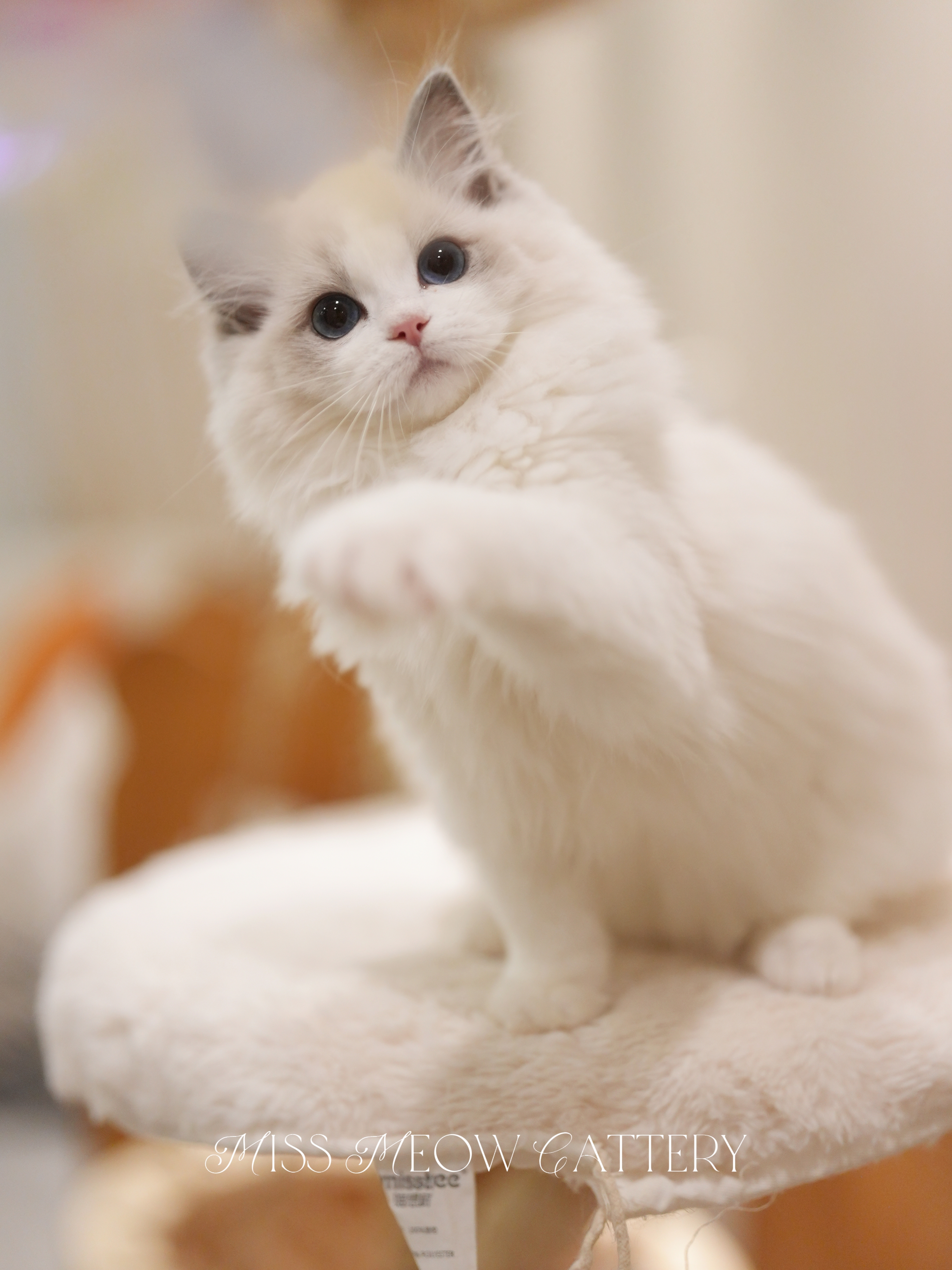 10 月，十一只布偶猫找家。