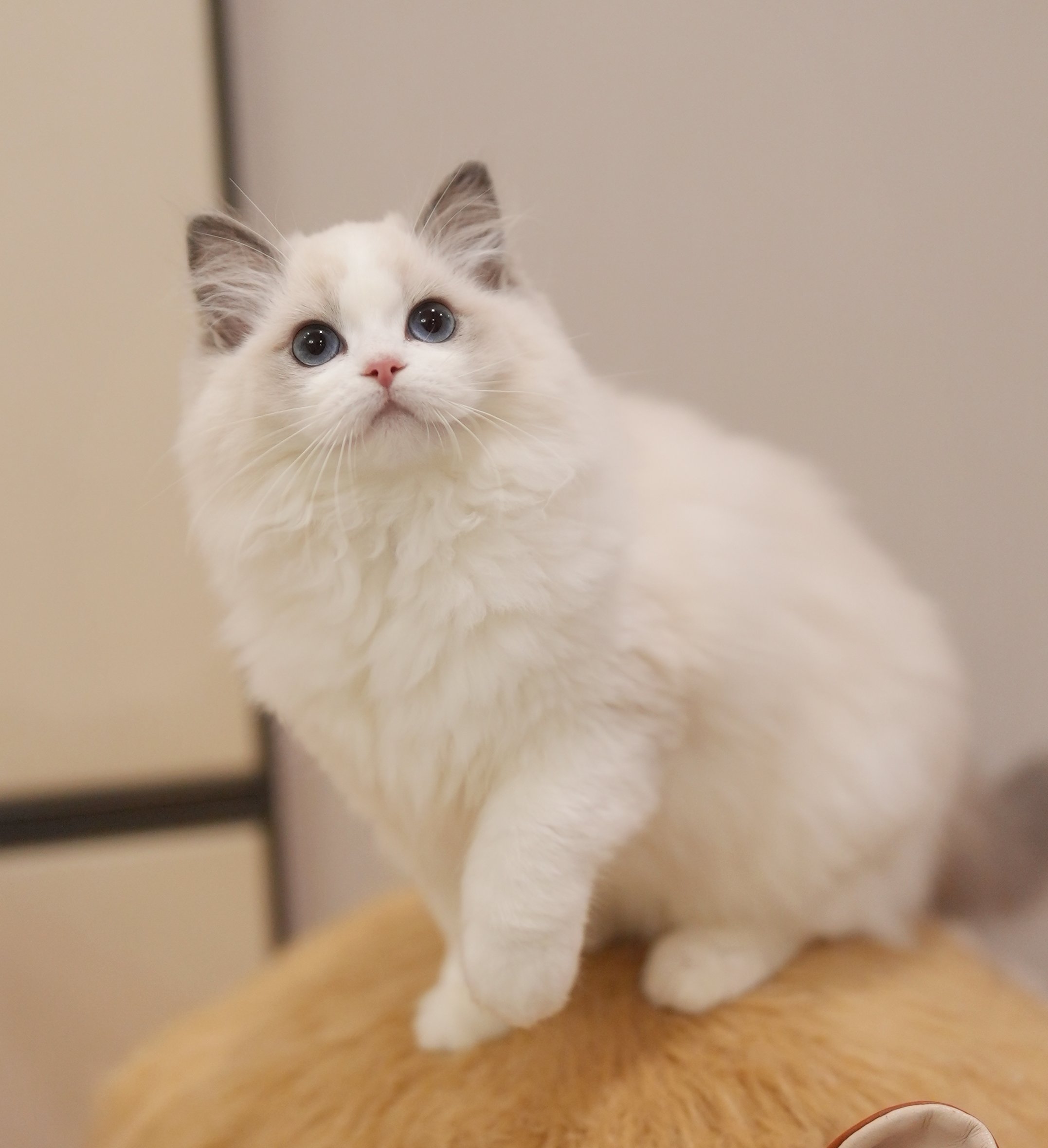 MissMeow｜布偶猫舍