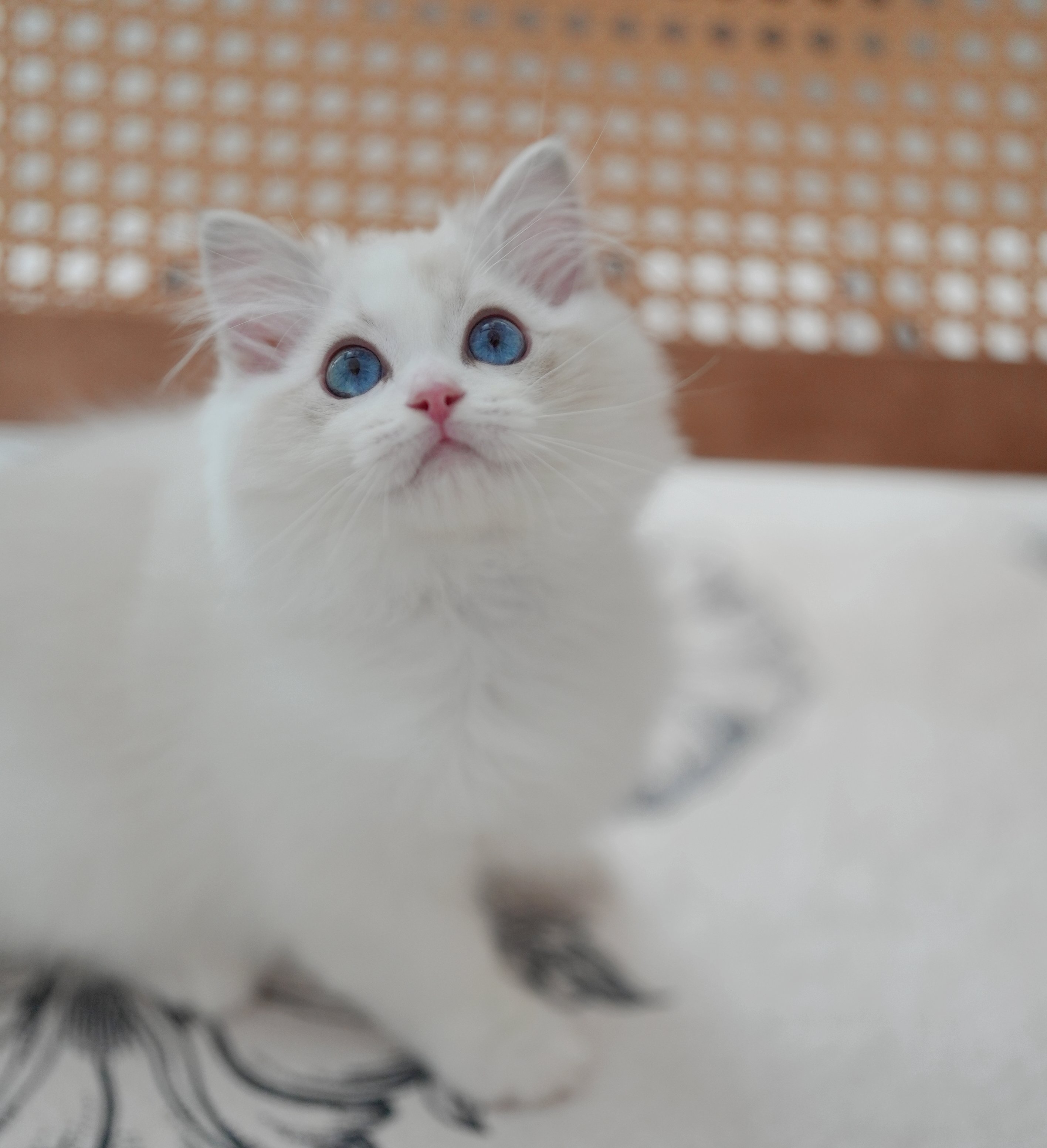 MissMeow｜布偶猫舍