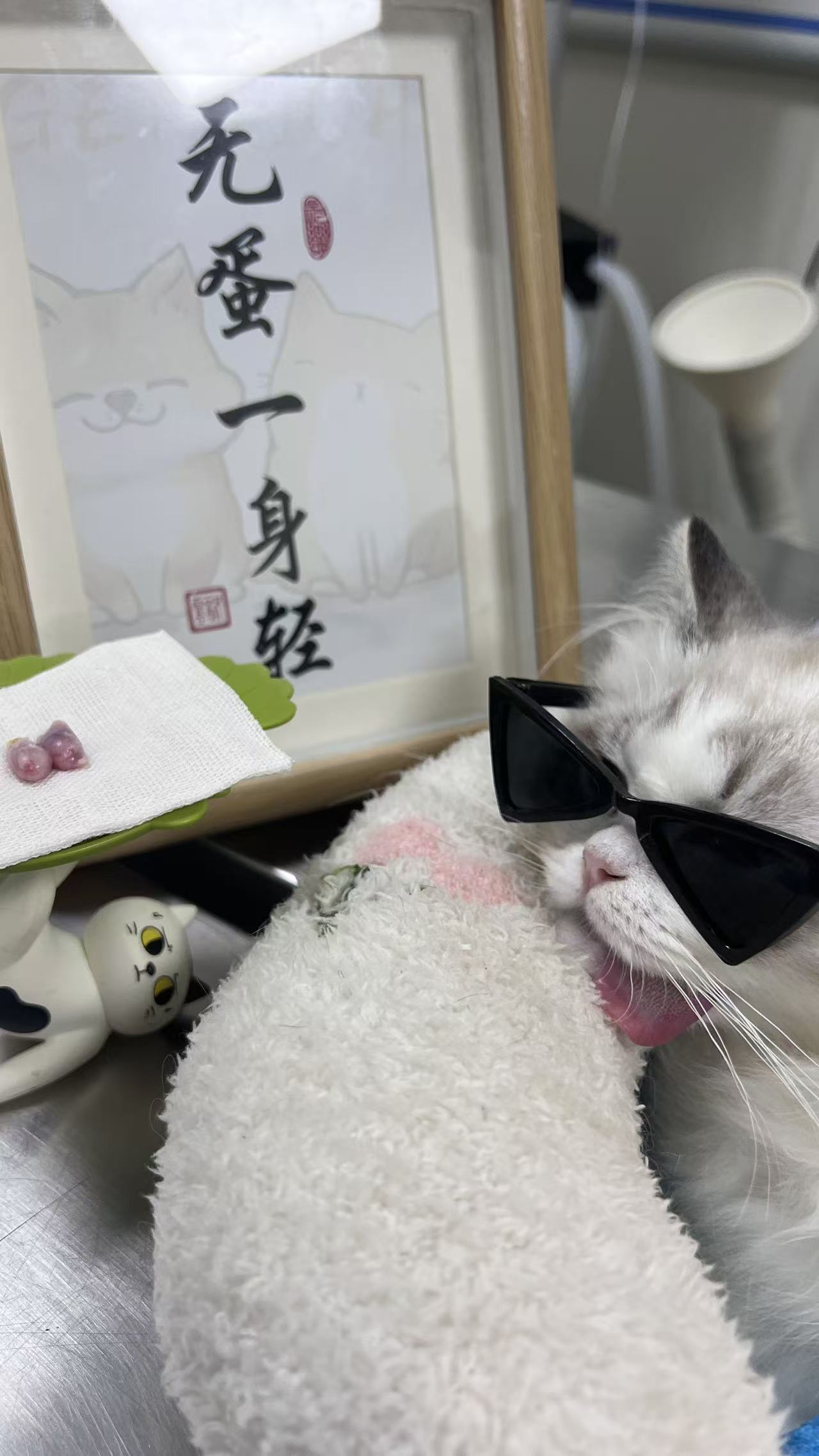 狮磐｜Rocky