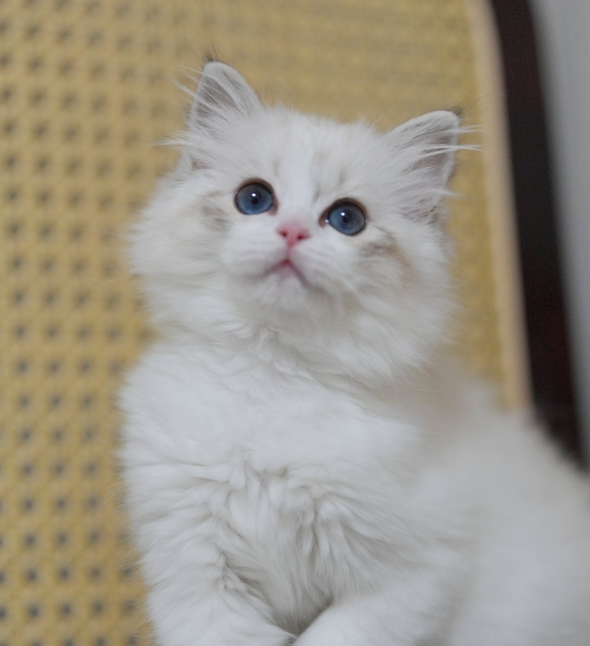 MissMeow｜布偶猫舍