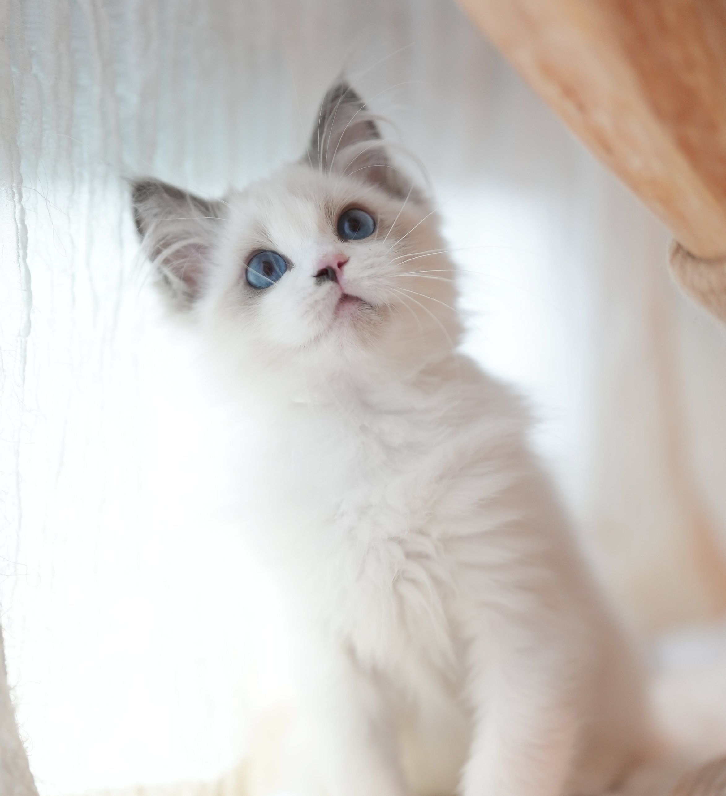 MissMeow｜布偶猫舍
