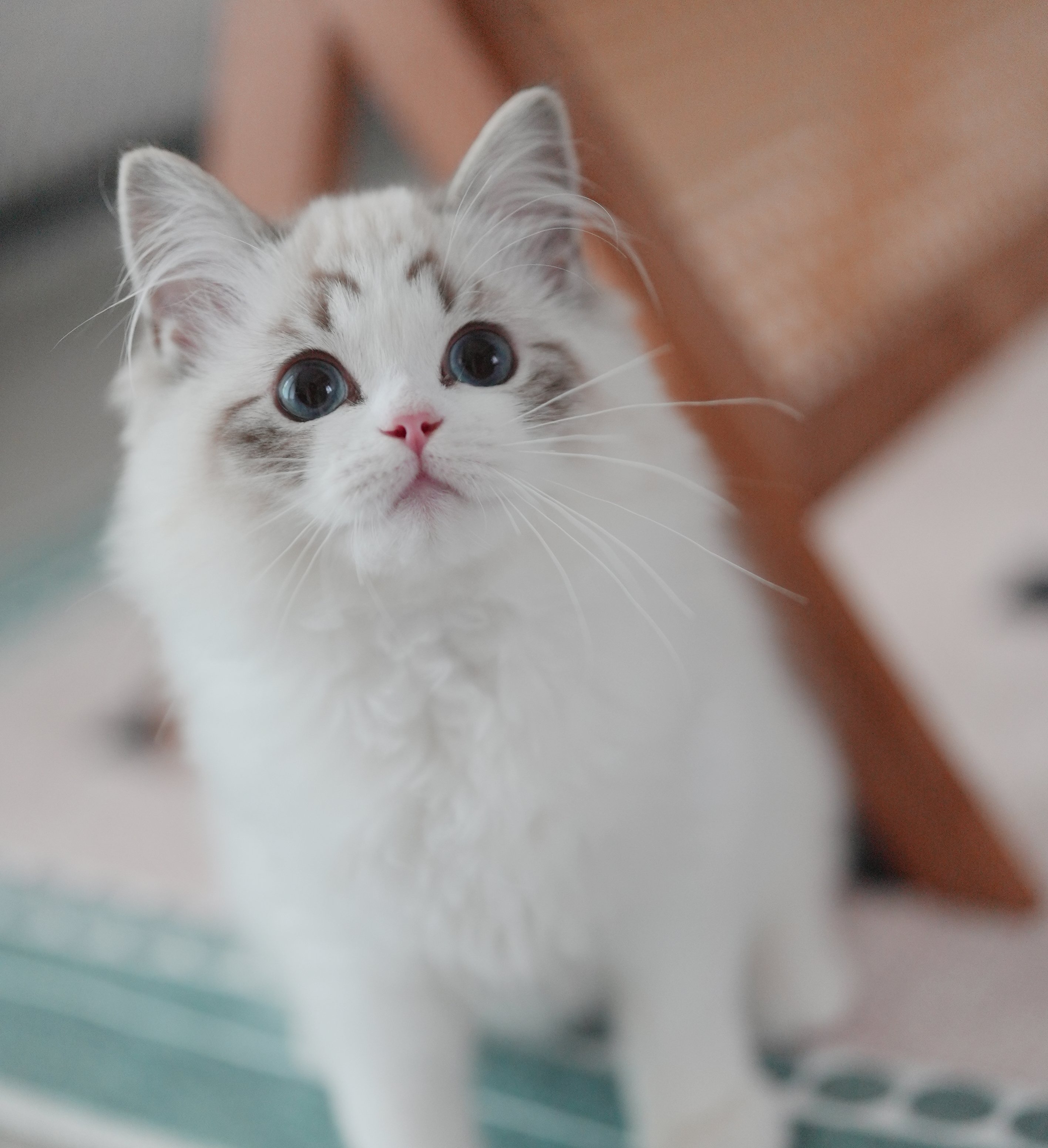 MissMeow｜布偶猫舍