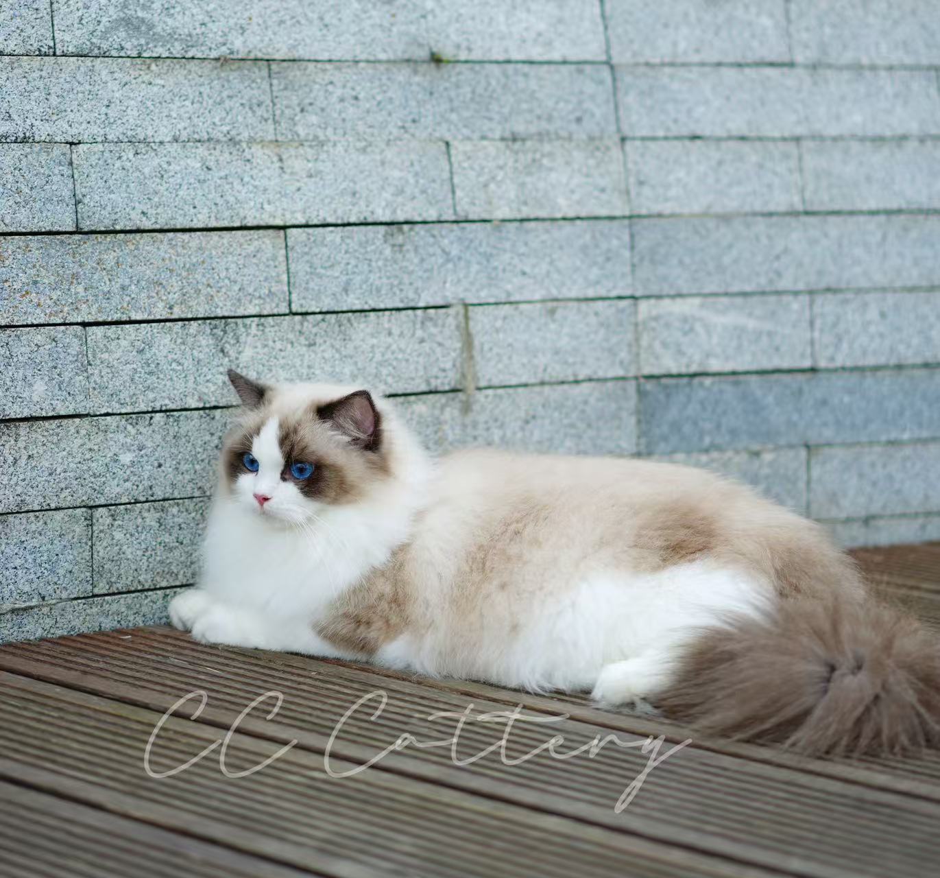 LEO