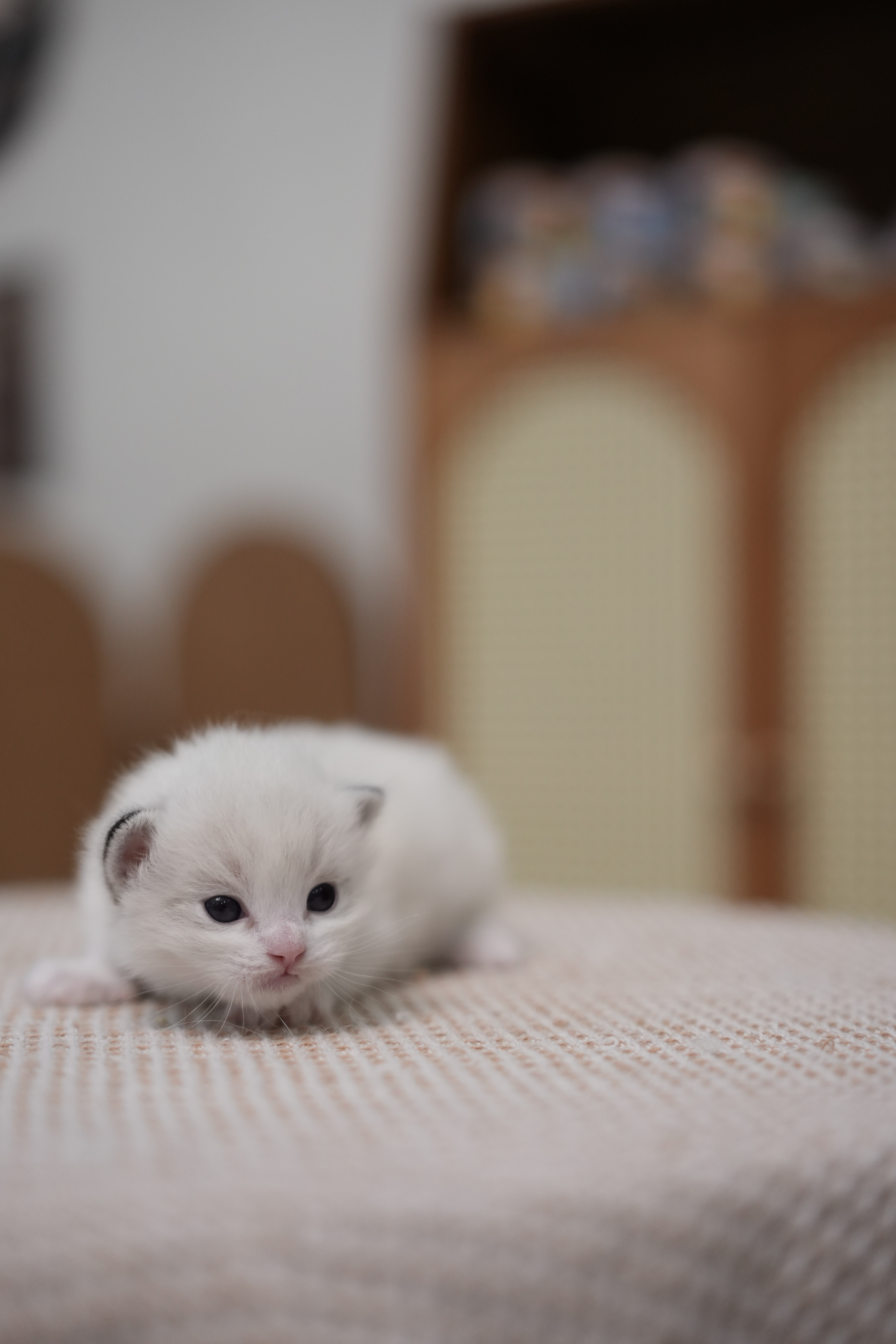 栖梧