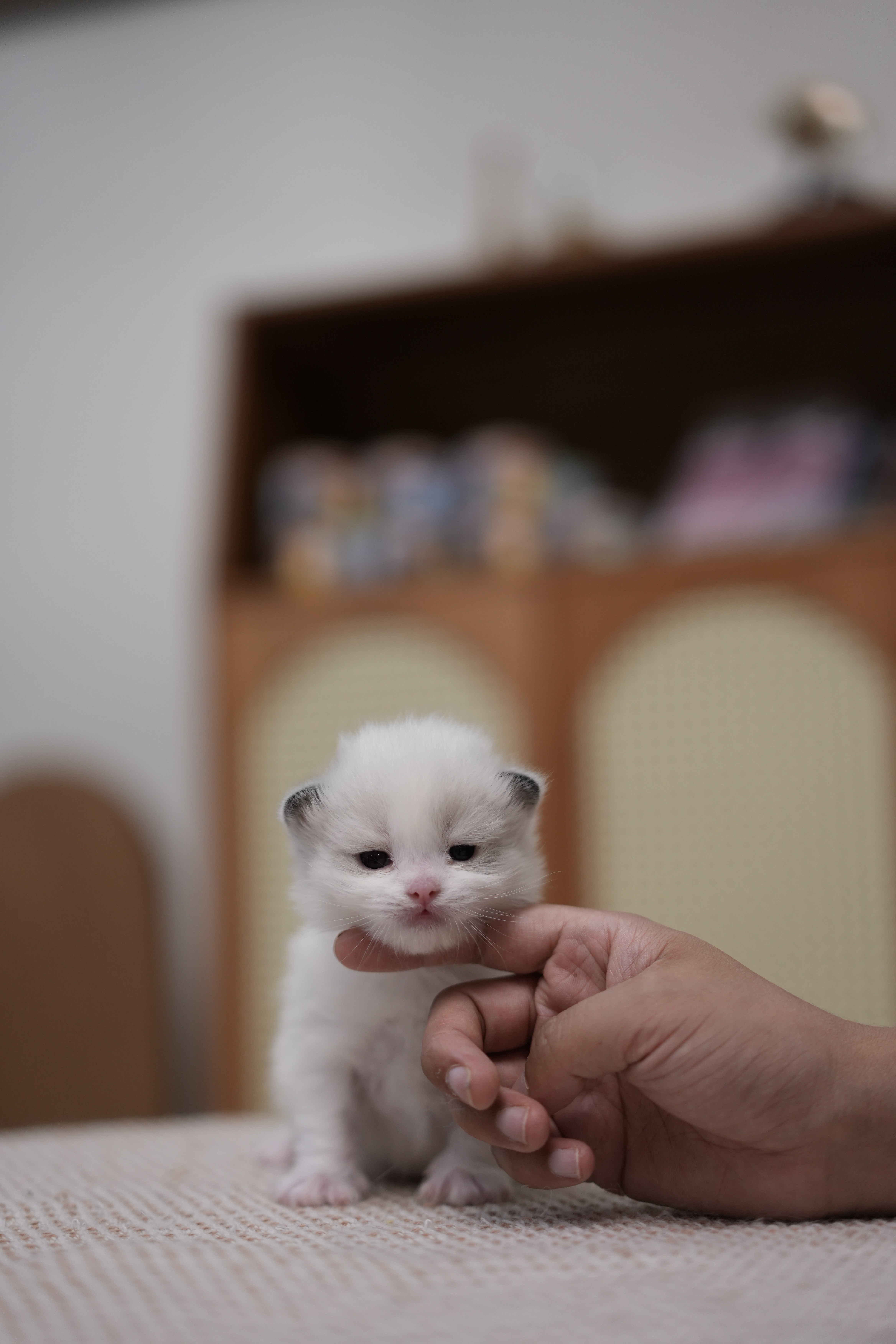 清禾 4