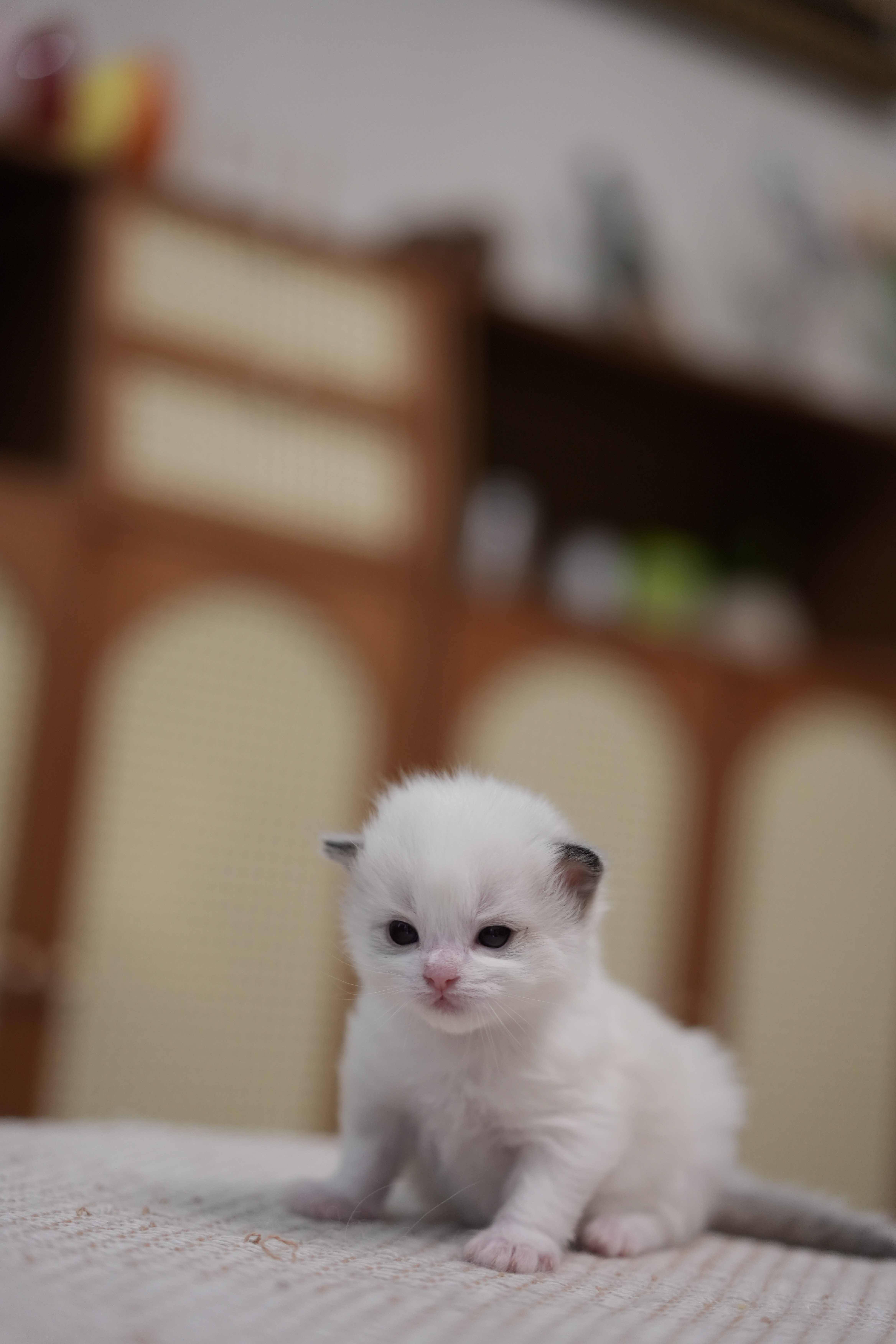 沐光