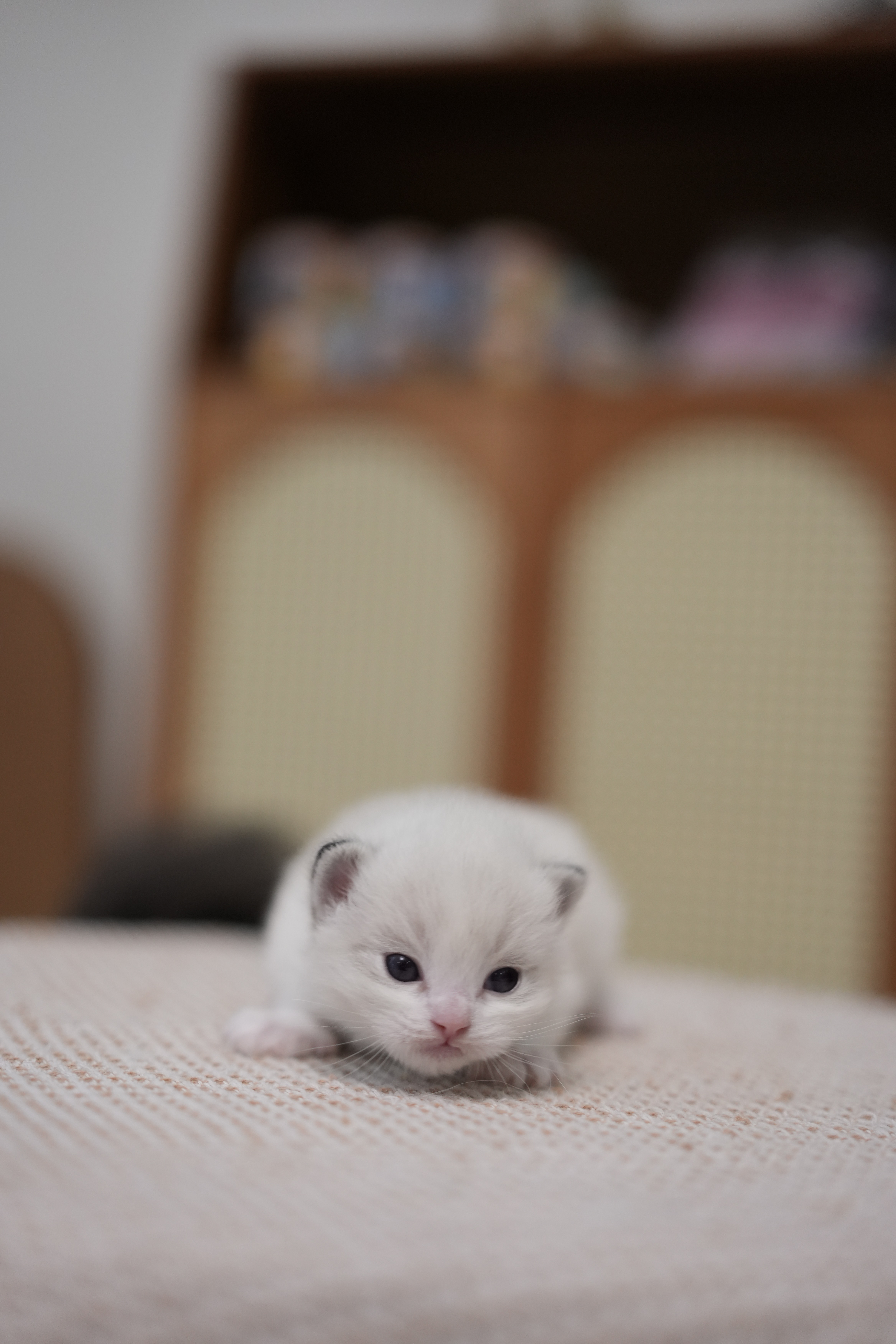 栖梧 6