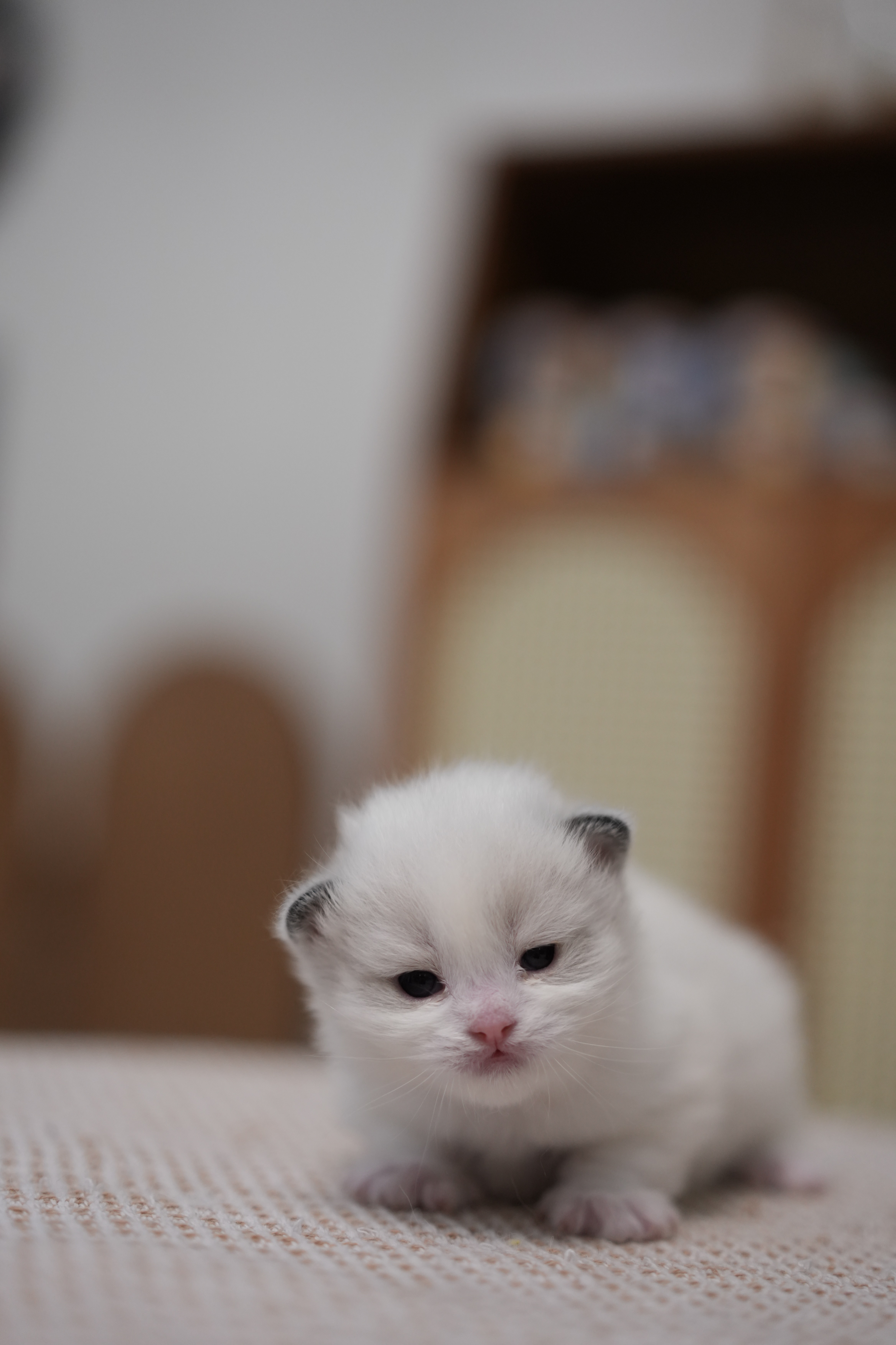 清禾 8