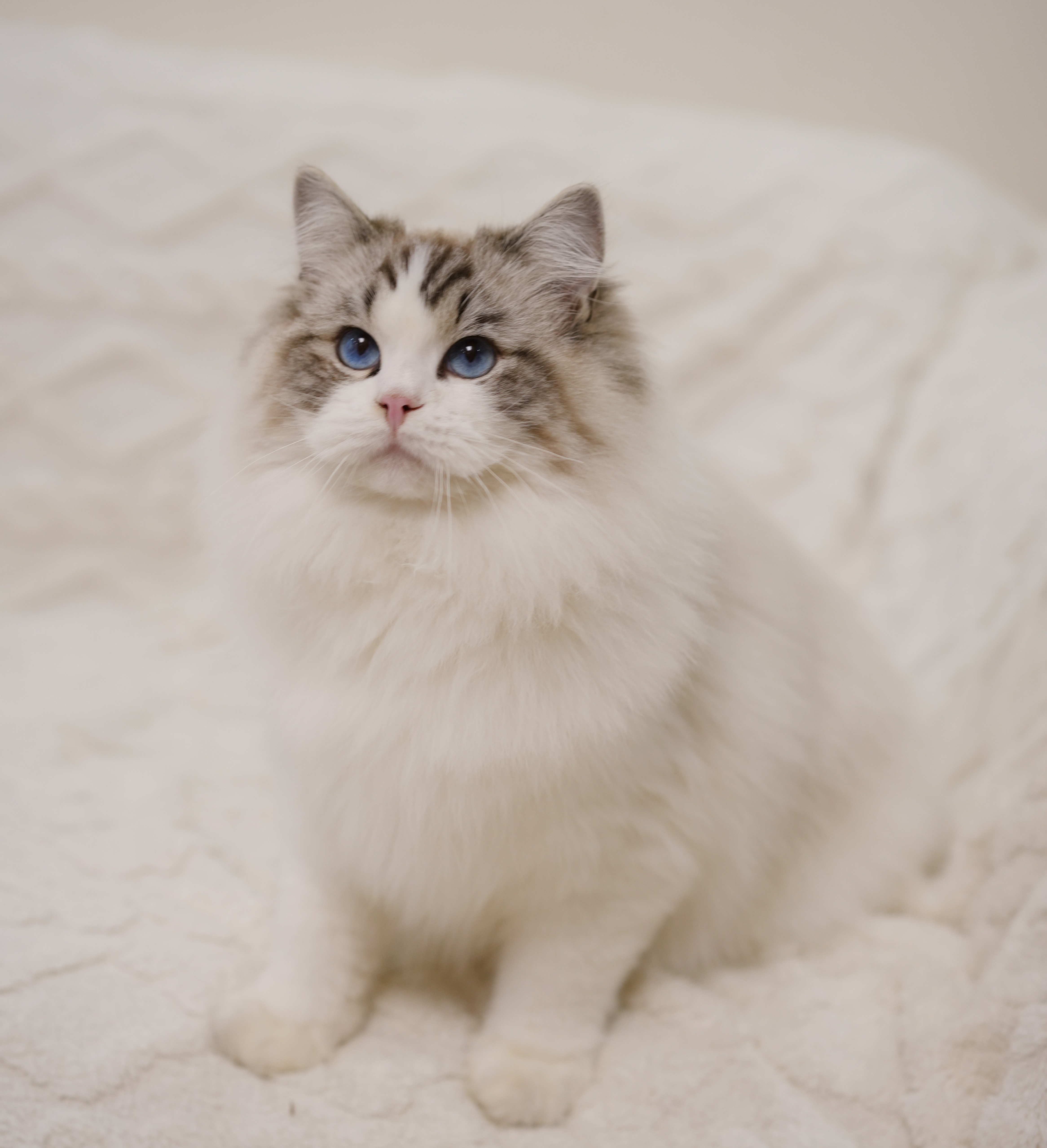 LINFENG 布偶猫舍