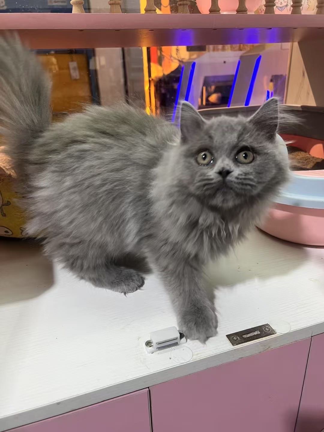 英长蓝猫