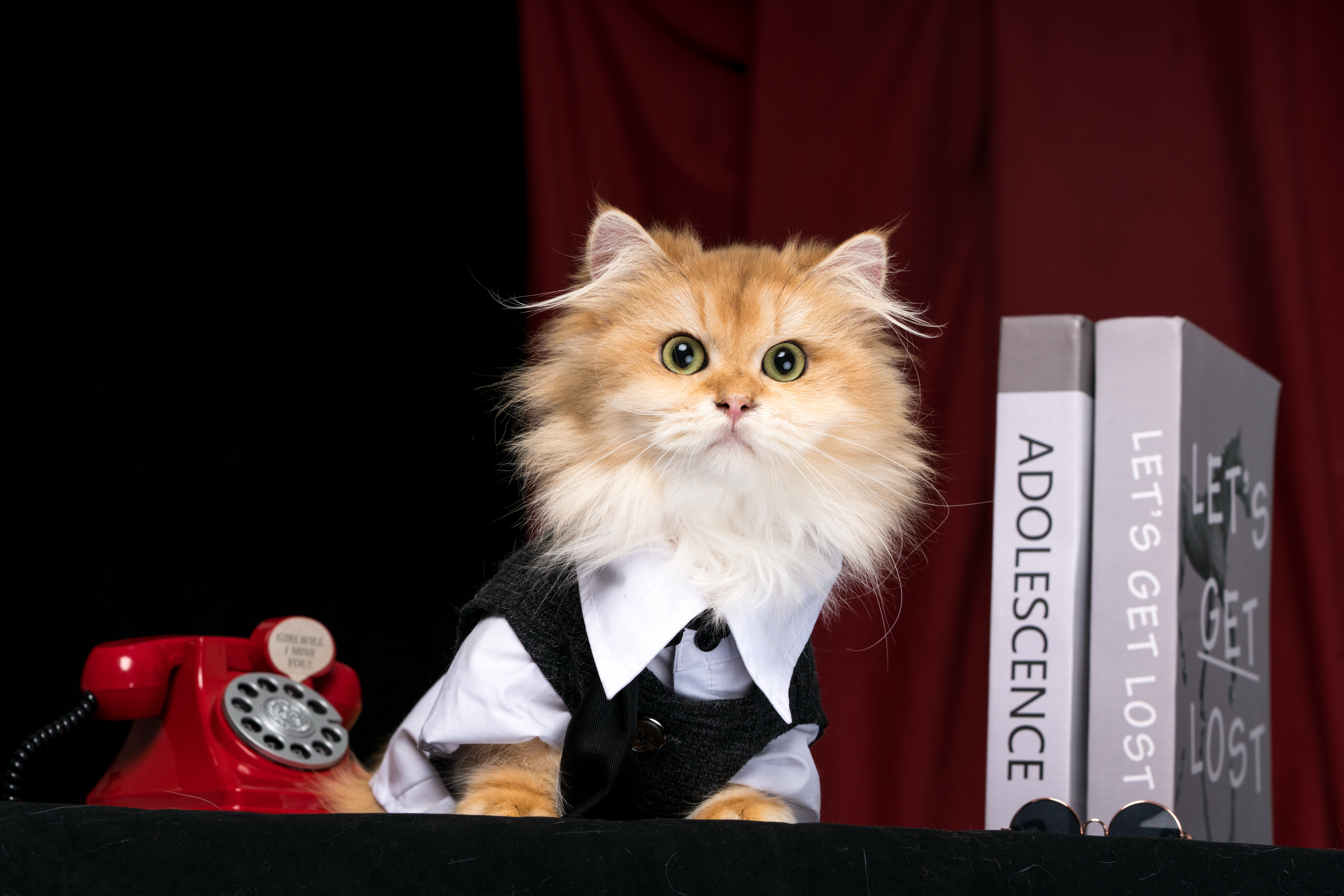 矮脚金渐层长毛大壮
