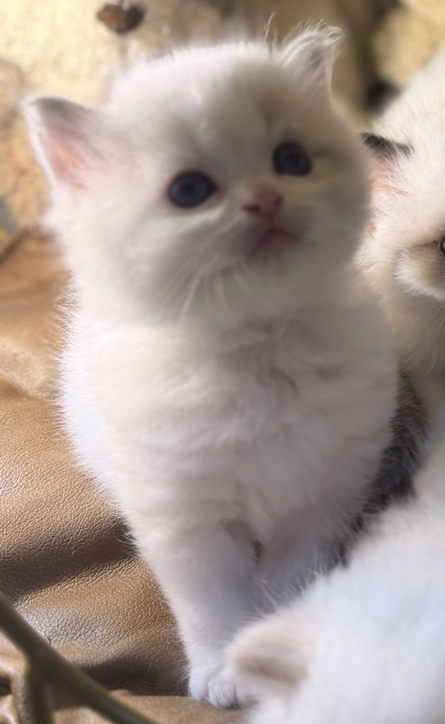 Miya （山猫玳瑁妹妹）