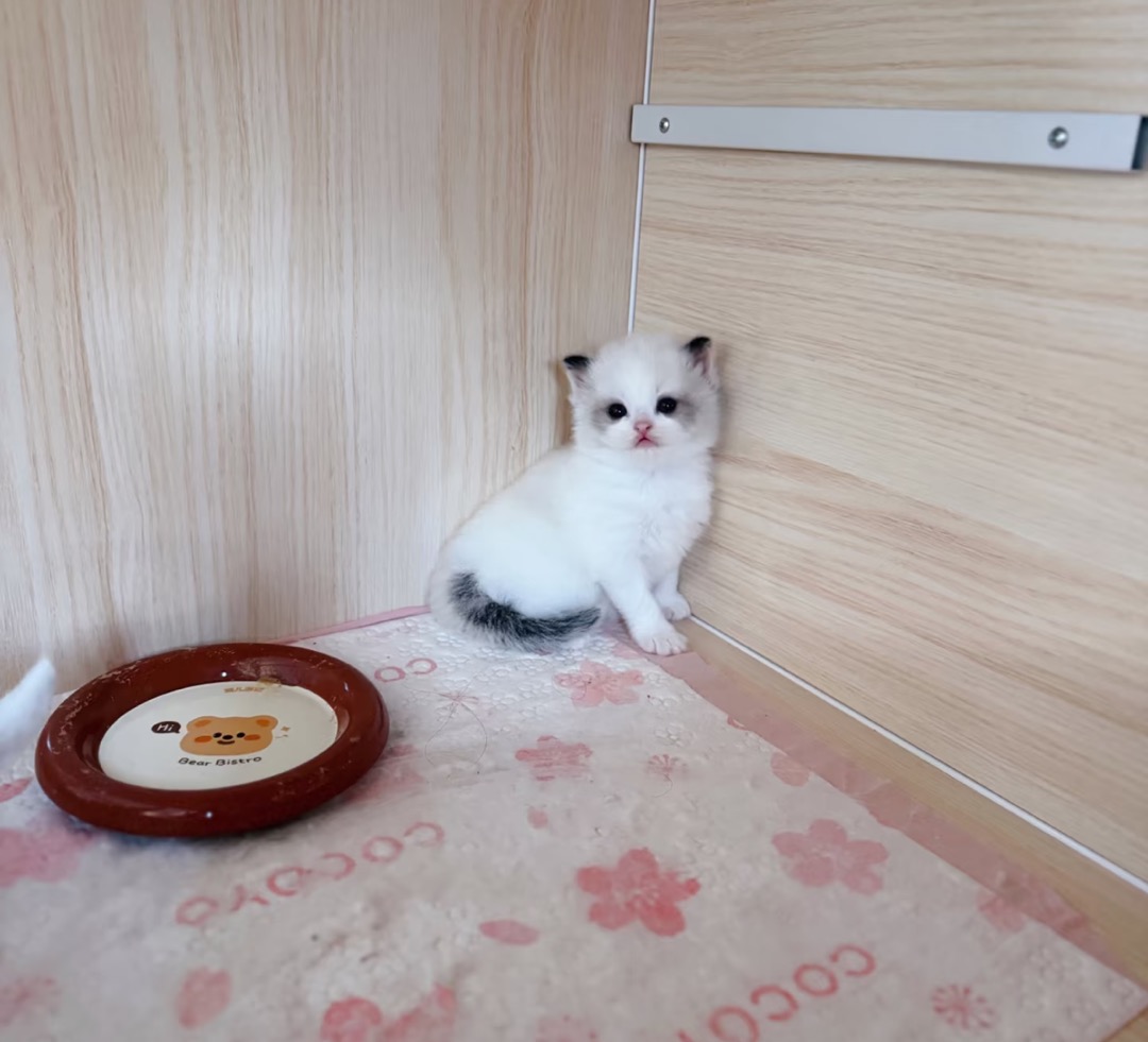 Mini(海豹玳瑁妹妹）