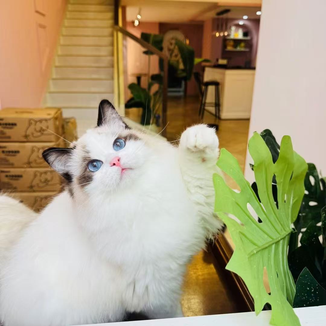 暴龙