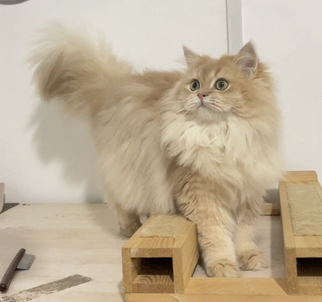 鹿鸣