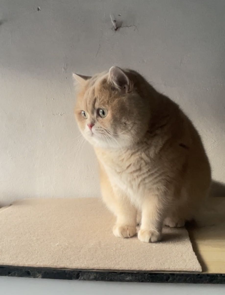 糯糯