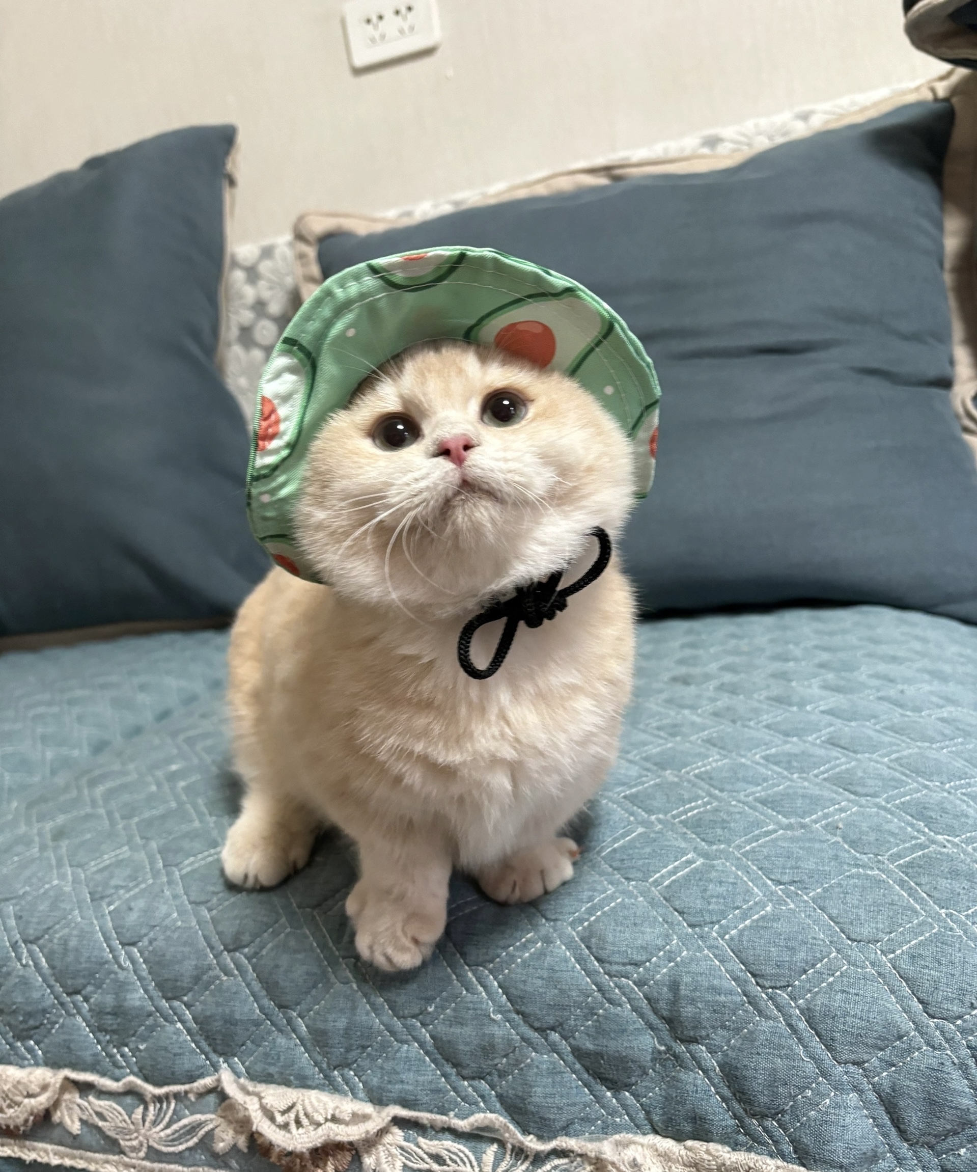 猪猪
