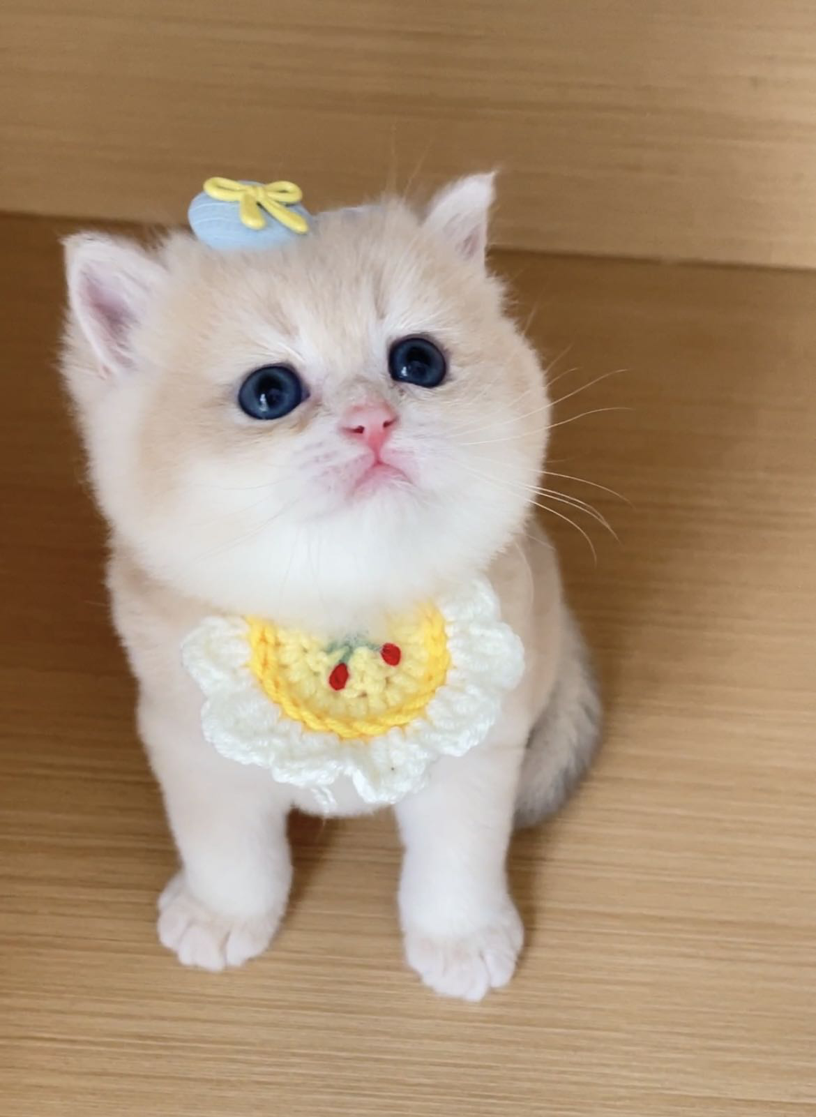 小Q 3