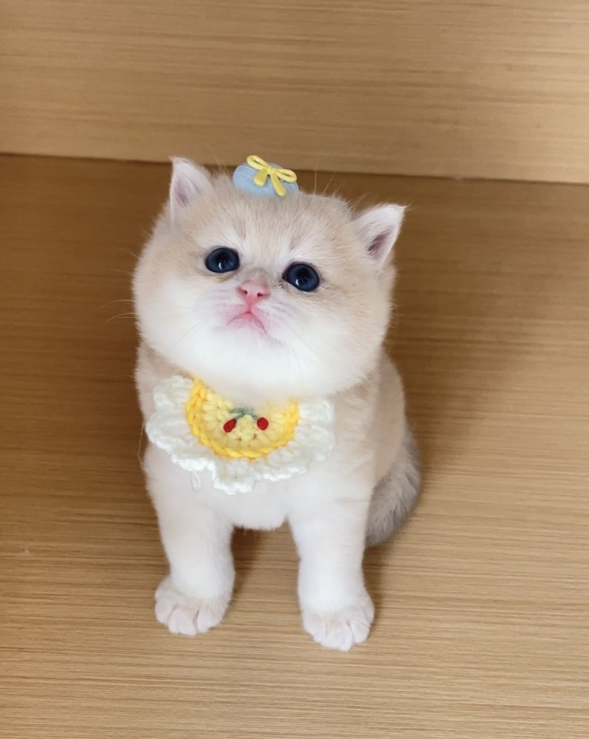 小Q
