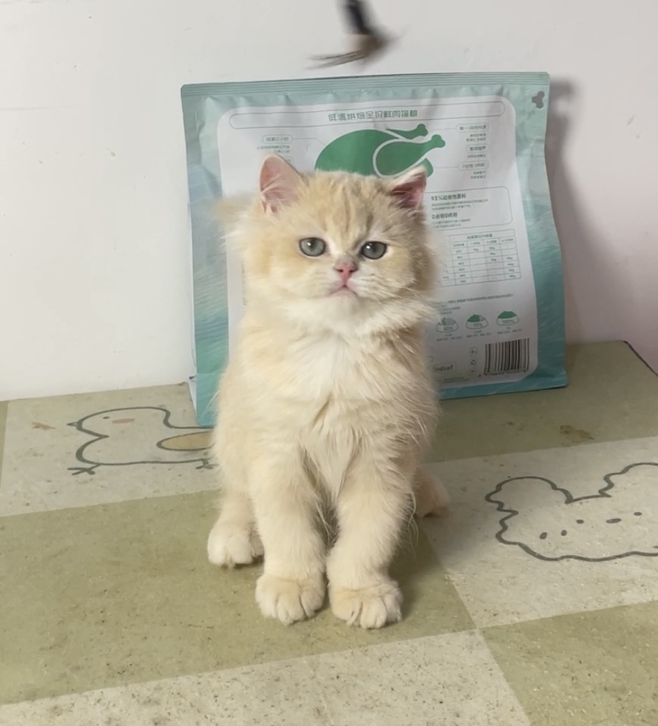 小壮