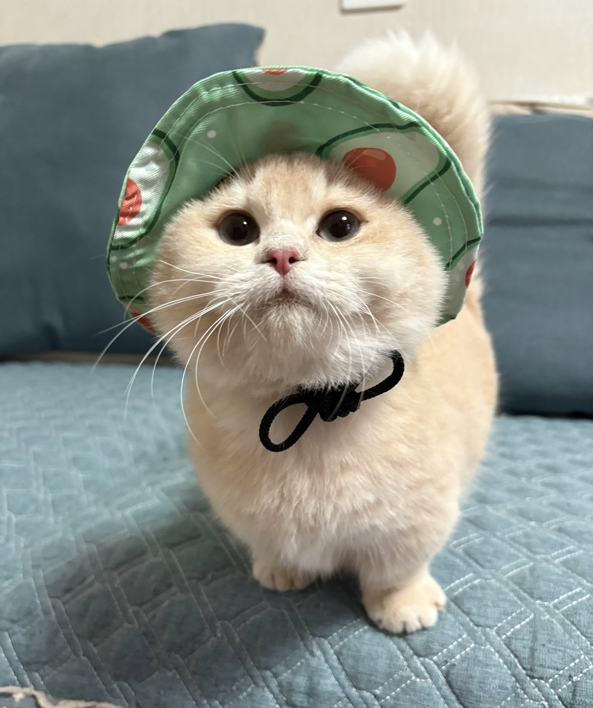猪猪
