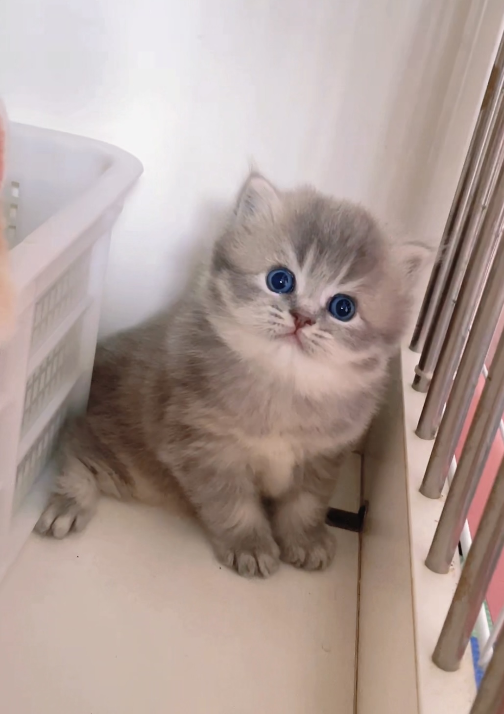 胖虎