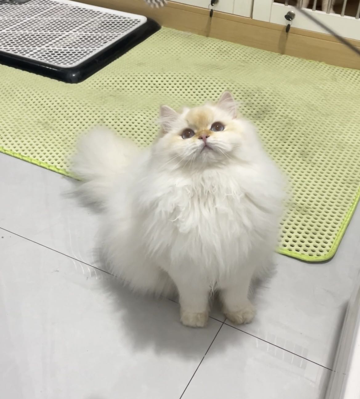 叫叫