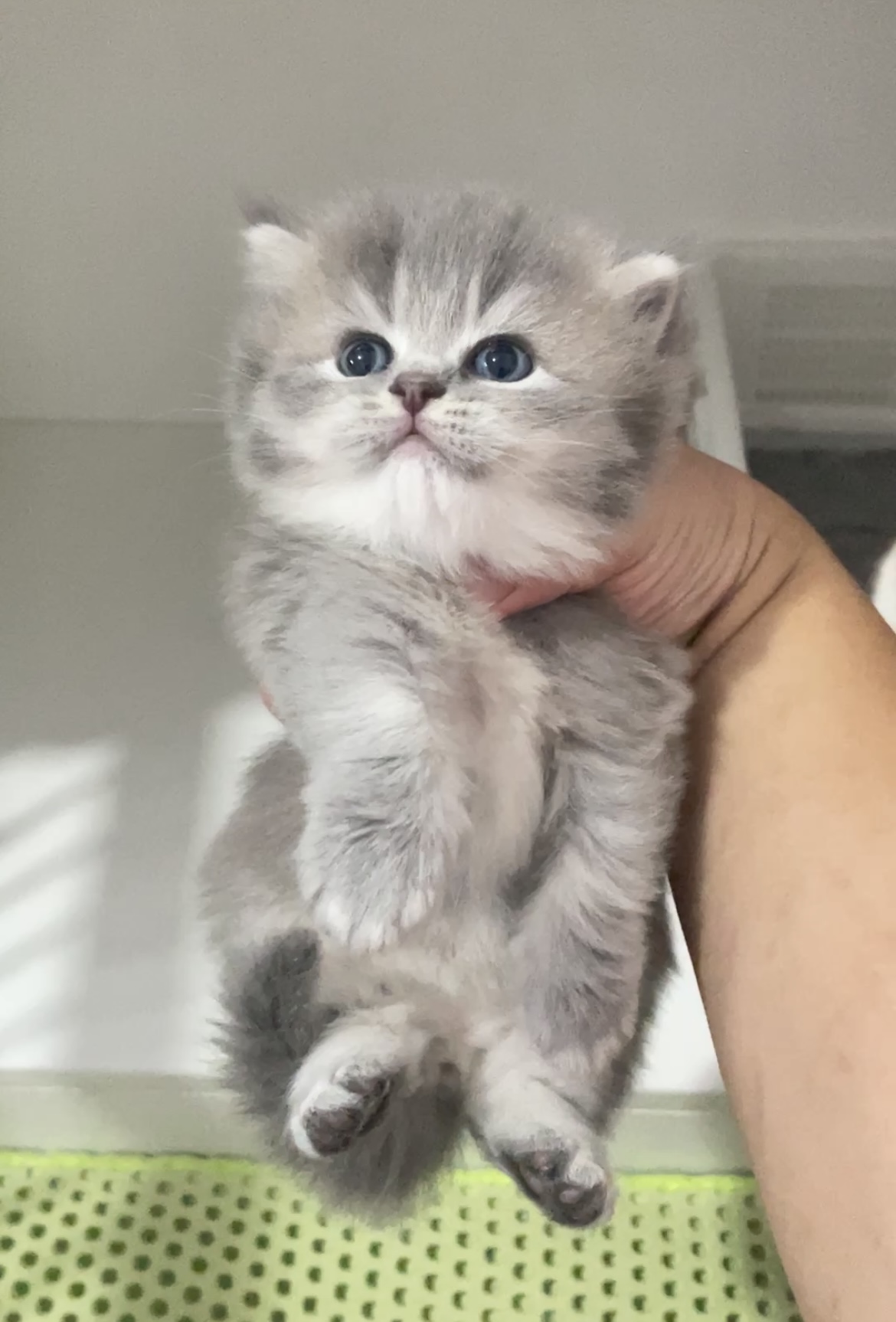 胖虎 3