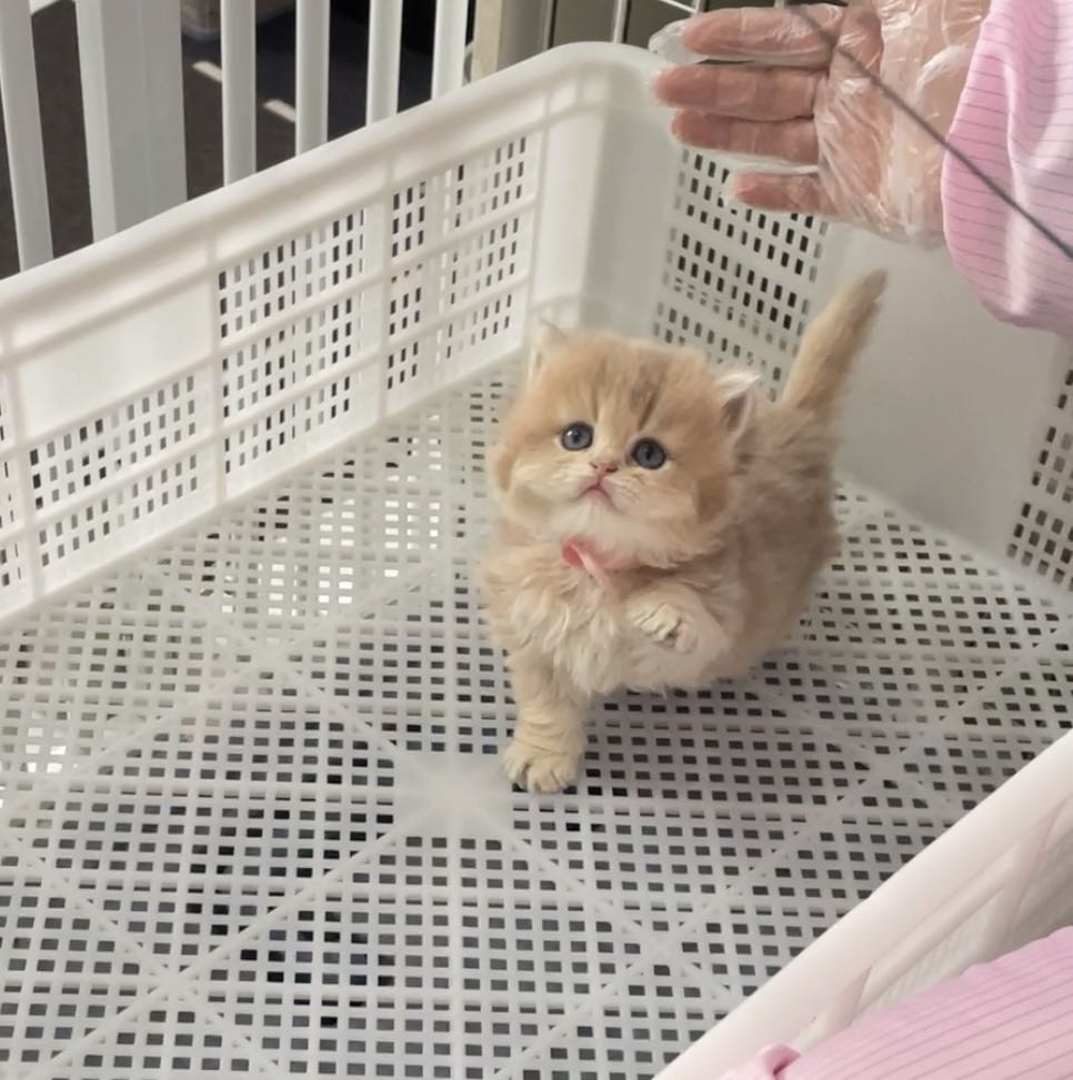 栗子