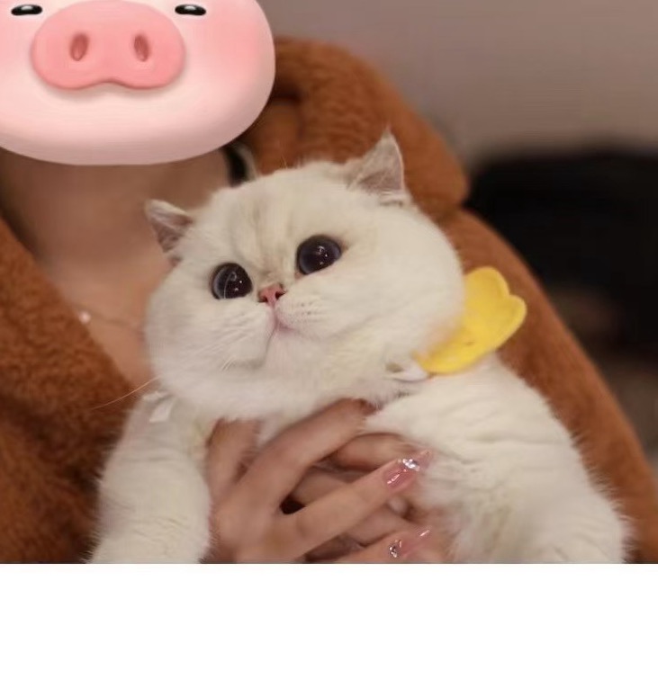小熊