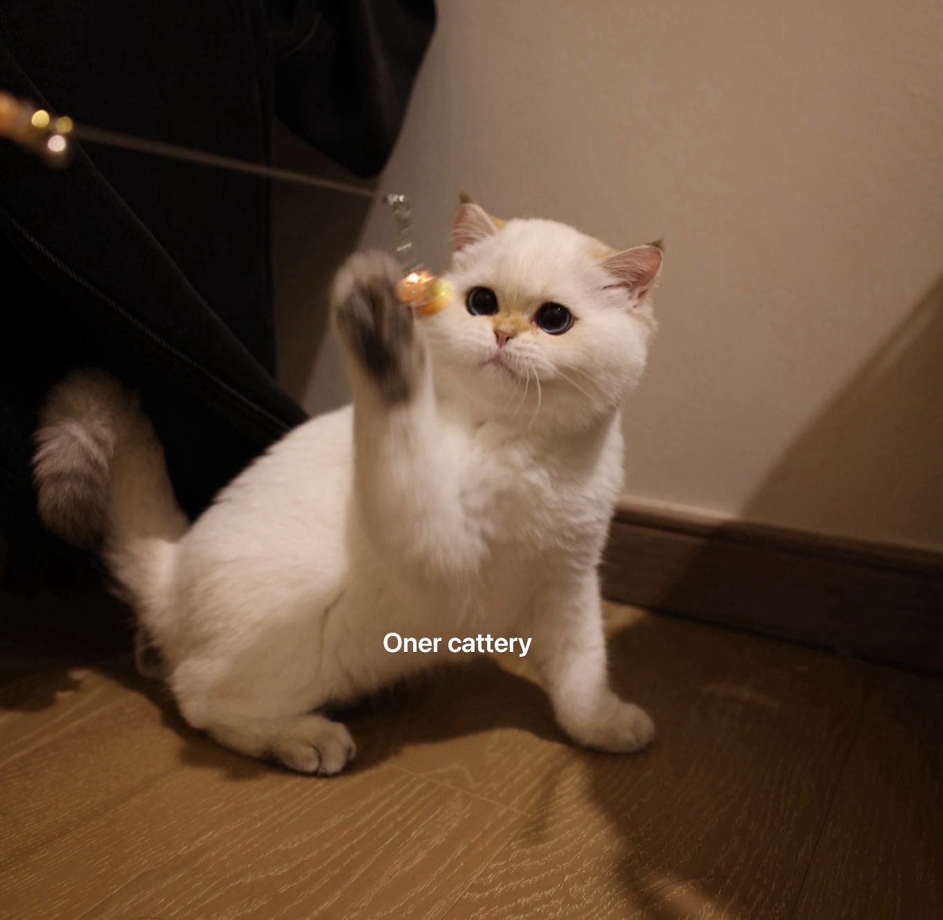 球球