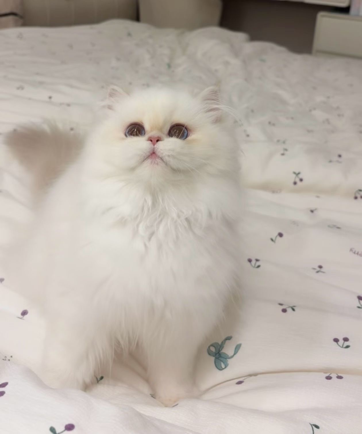 菜菜