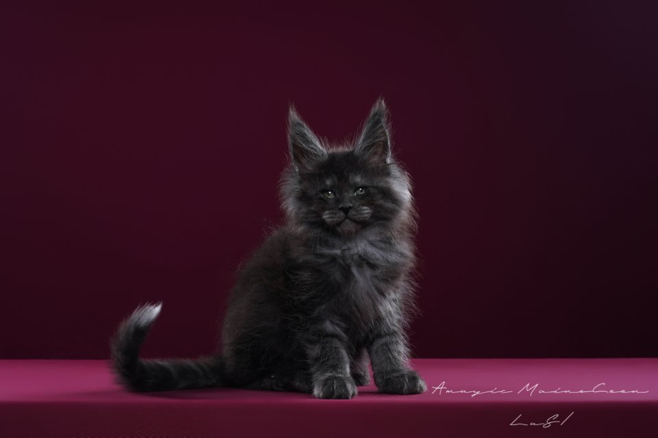 墨玉垂珠 照片 1