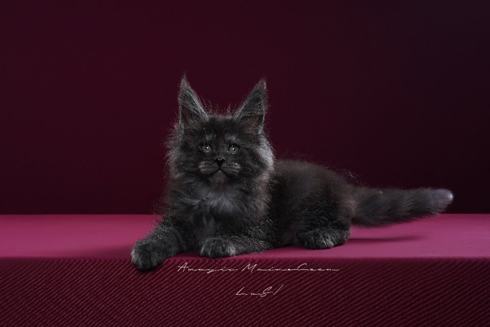 墨玉垂珠 照片 2