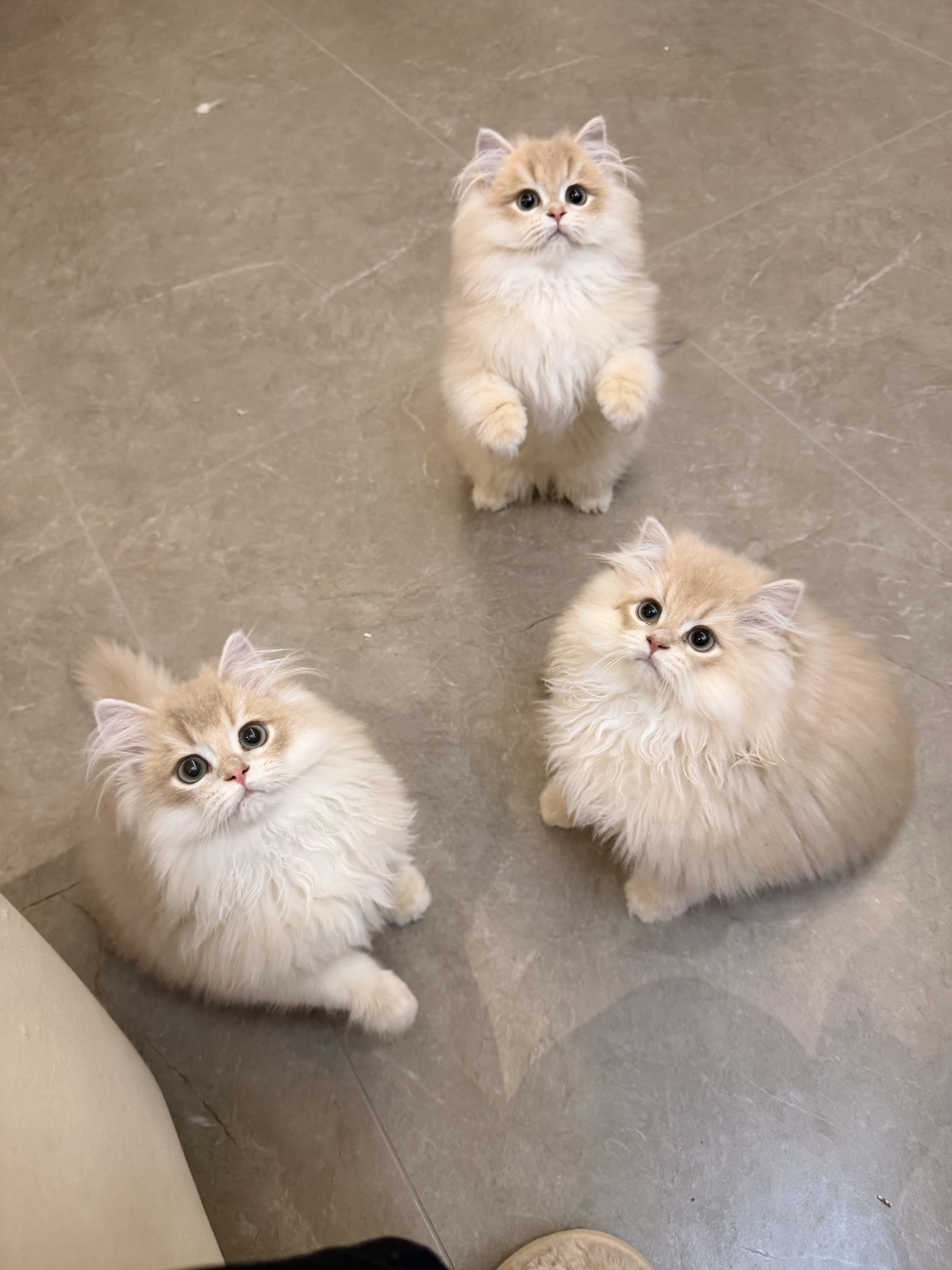 麦芽的三个小鼻嘎 照片 3