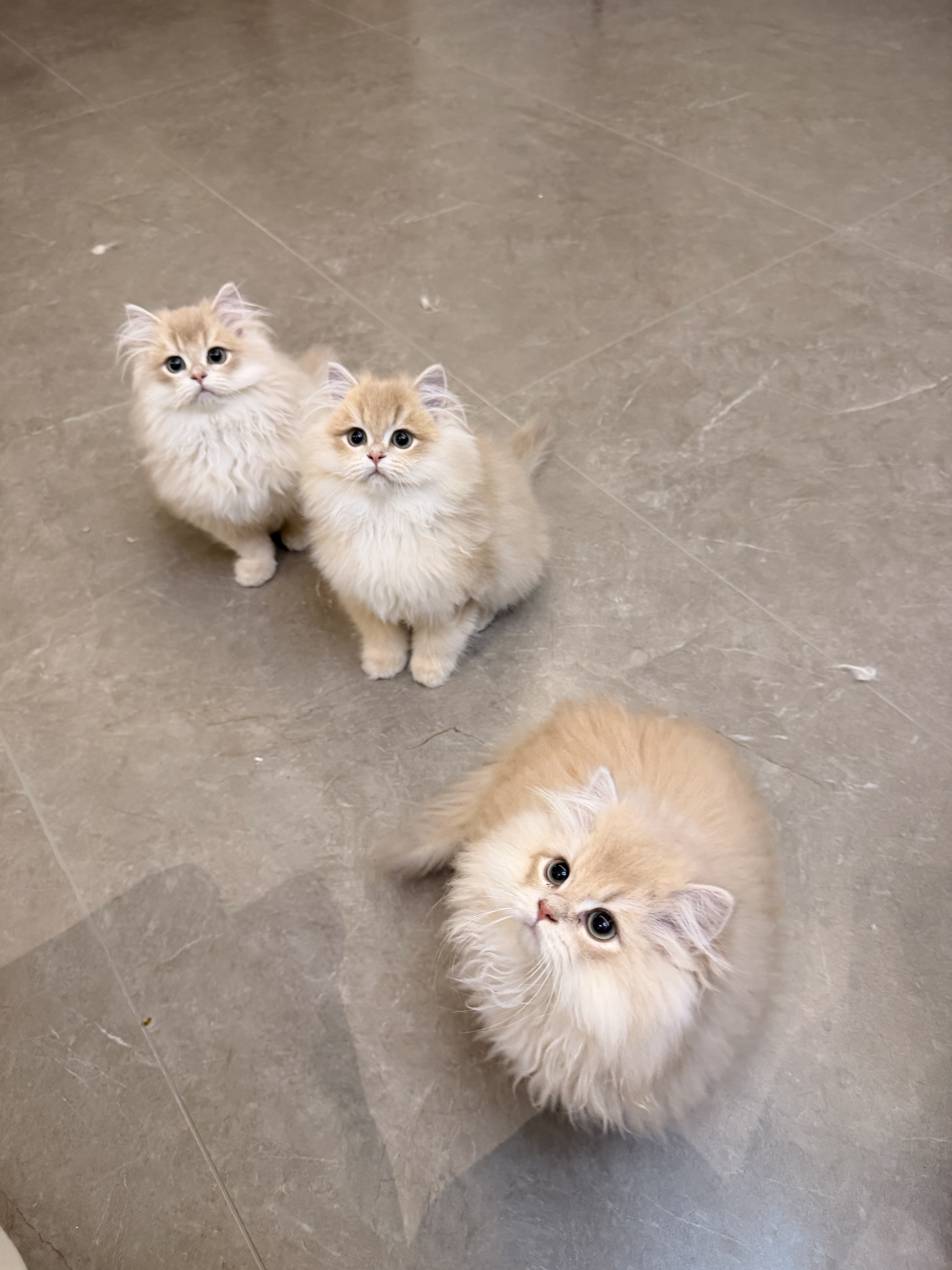 麦芽的三个小鼻嘎 照片 1