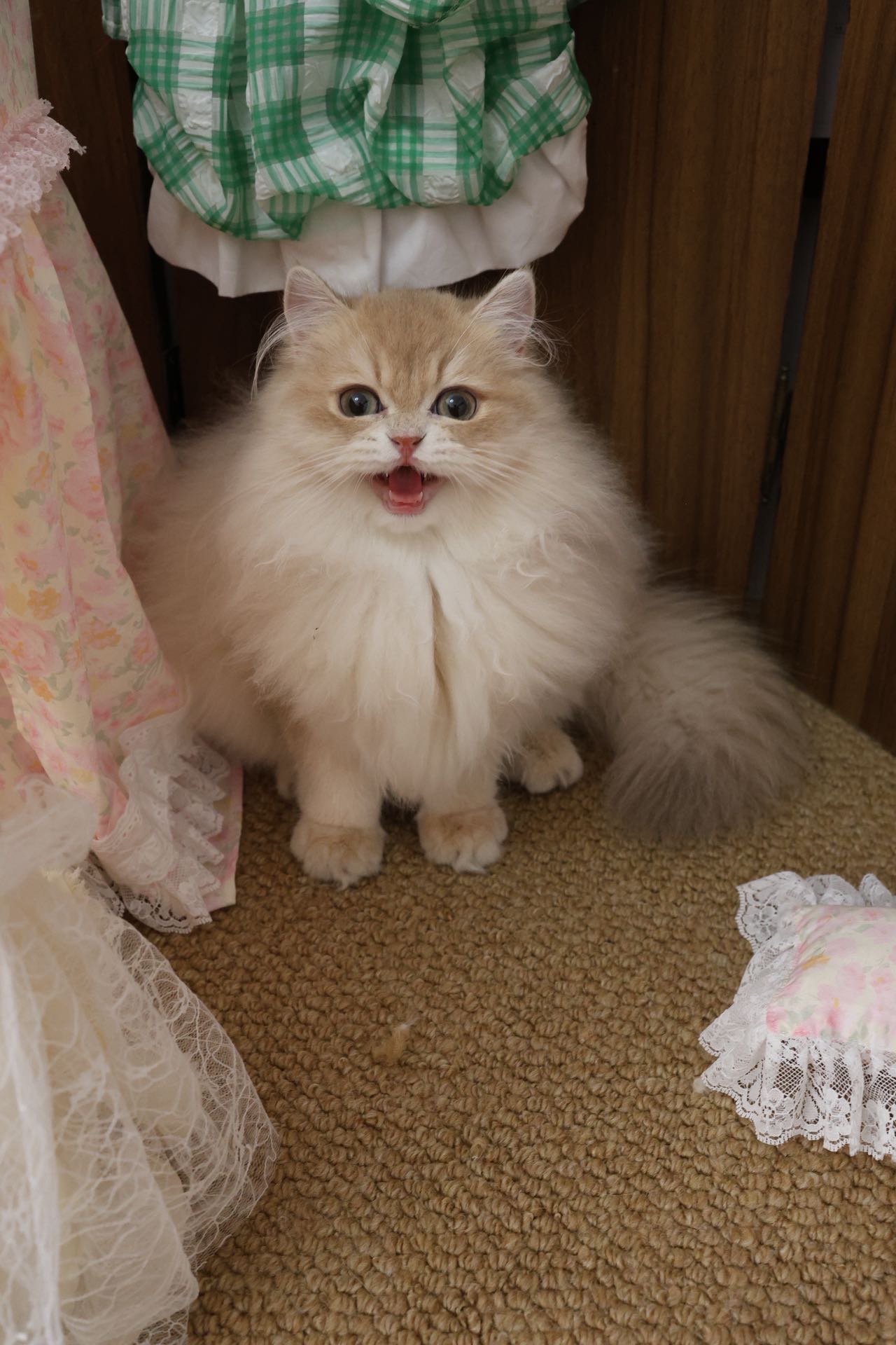 松饼 7