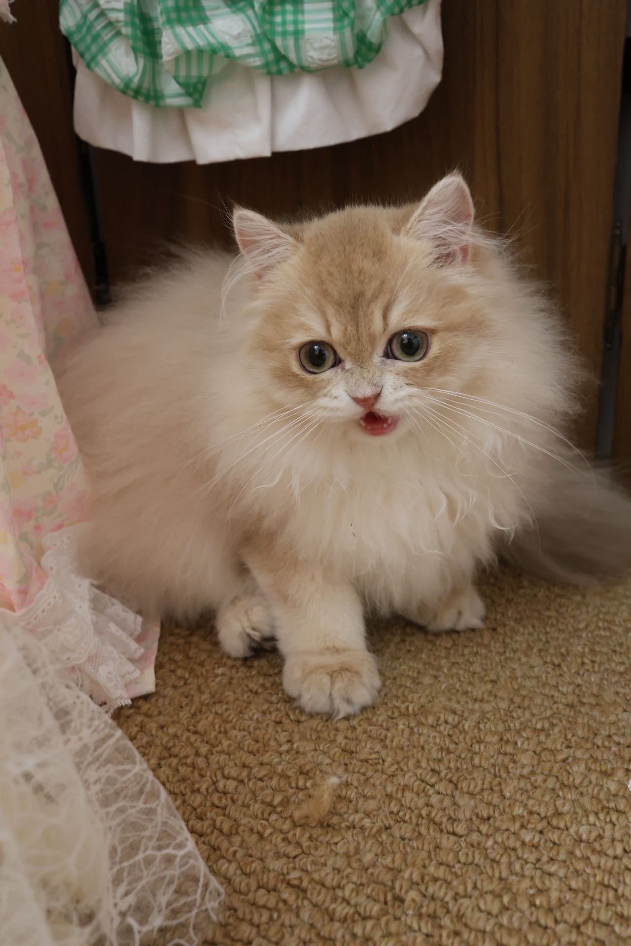 松饼