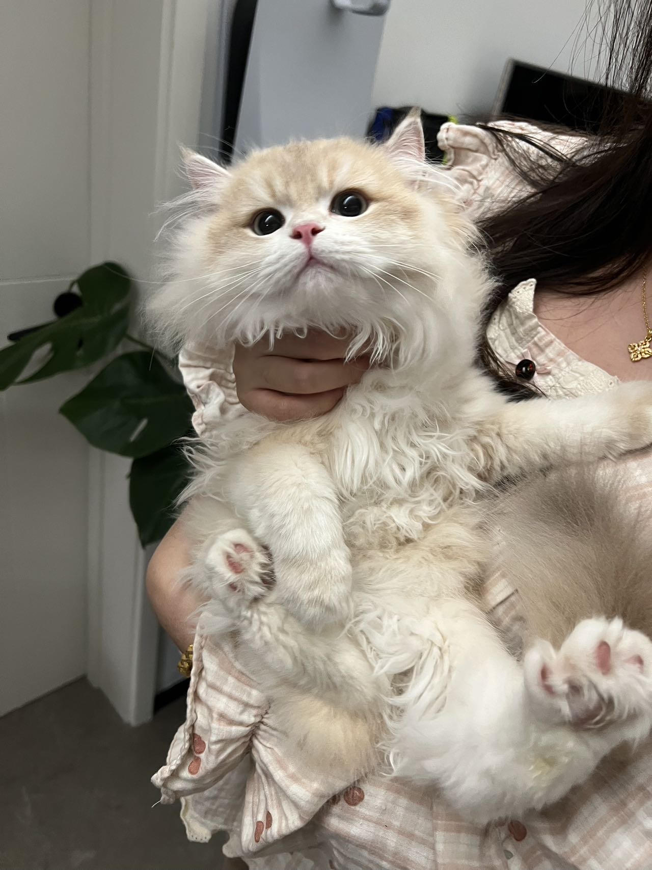 蛋蛋