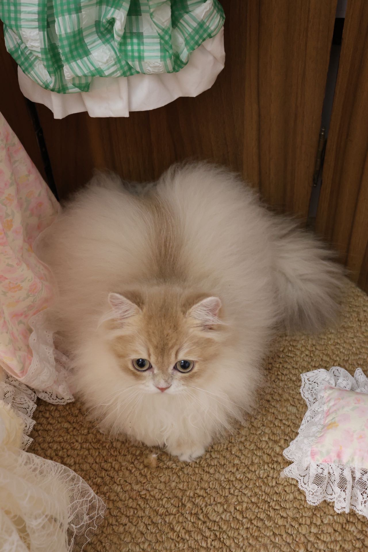 松饼 3