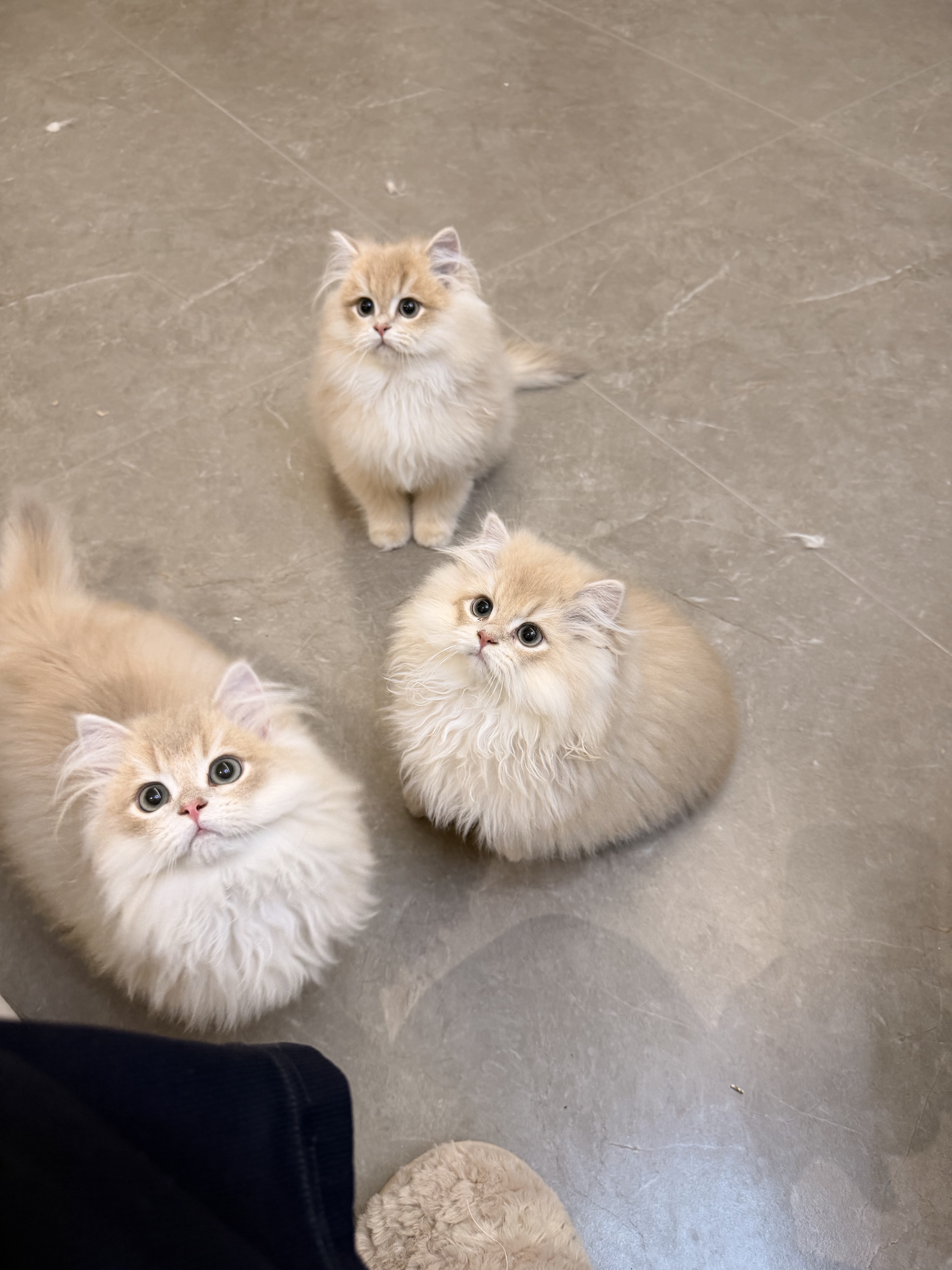 麦芽的三个小鼻嘎 照片 2