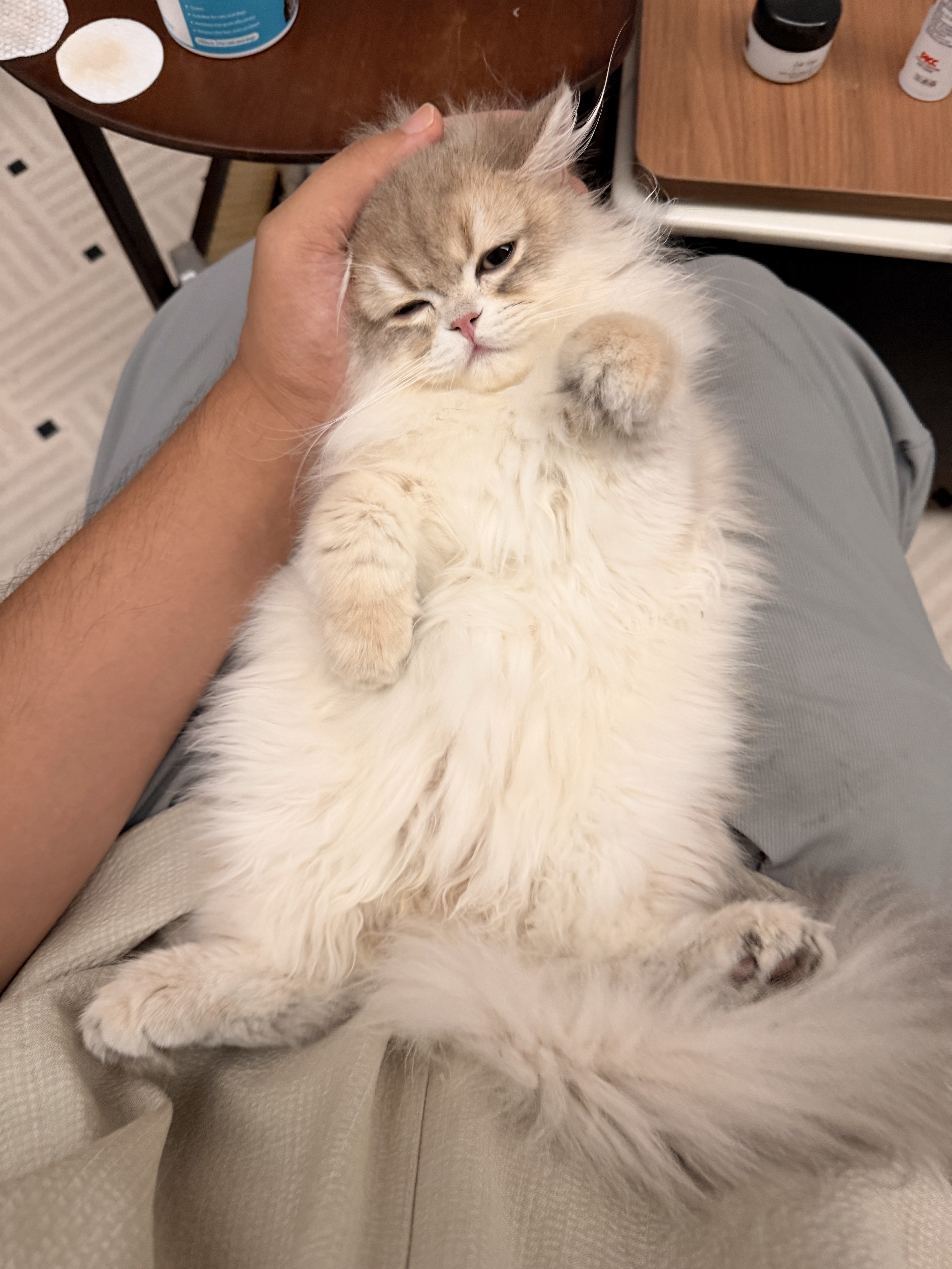 糯糯