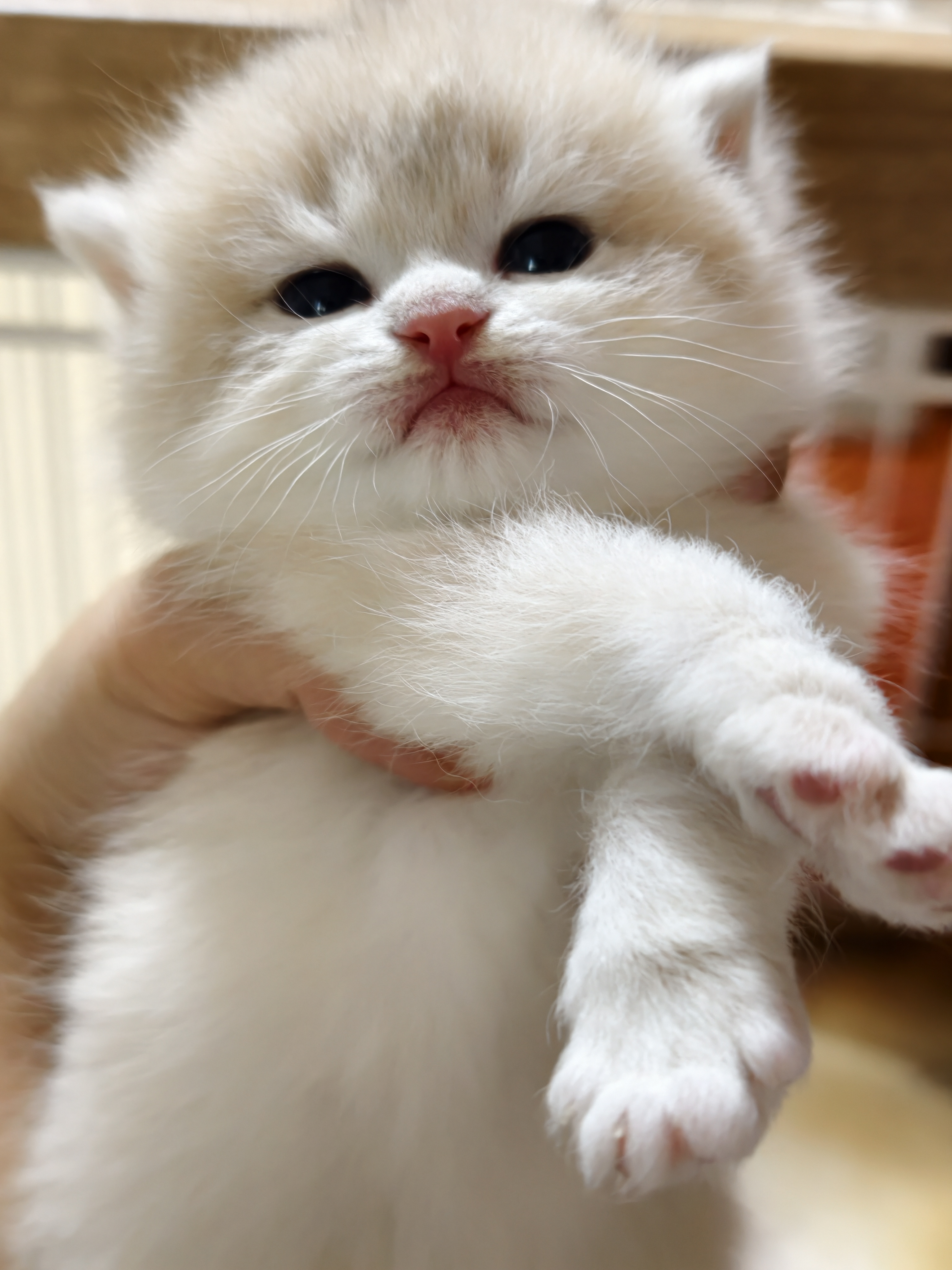 芽芽 2