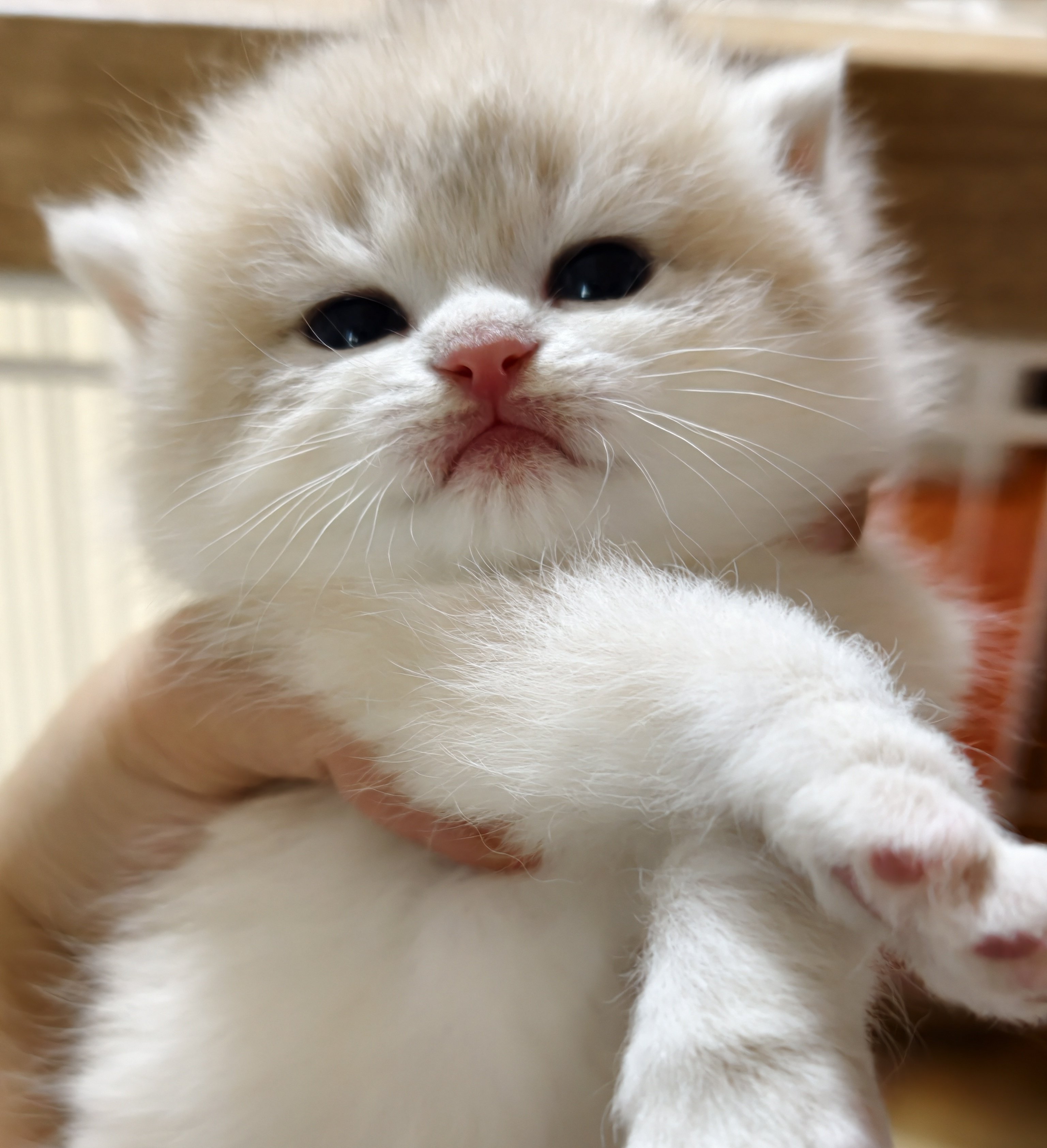 芽芽