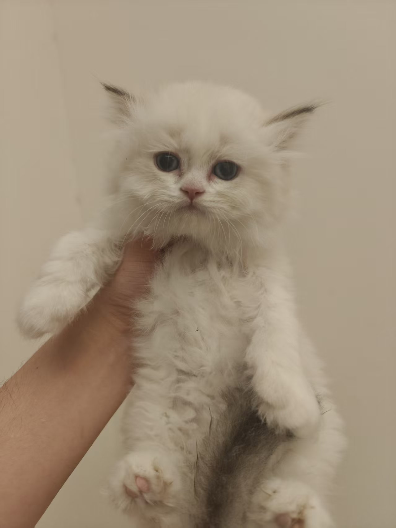 兜福