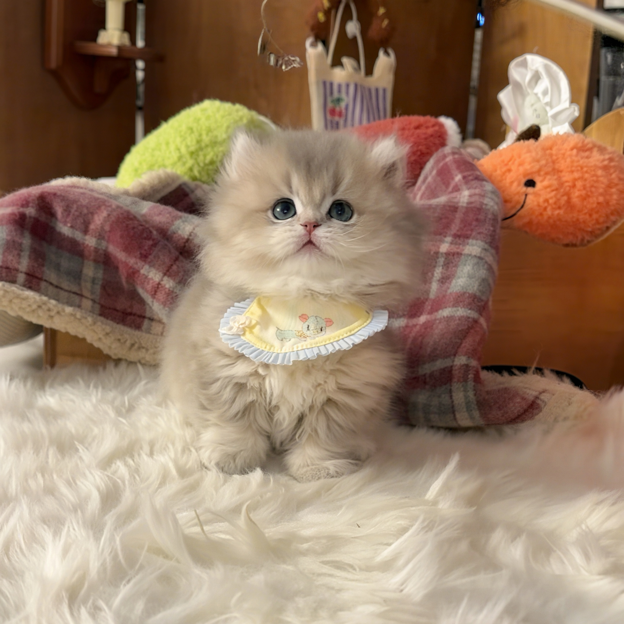 云芝