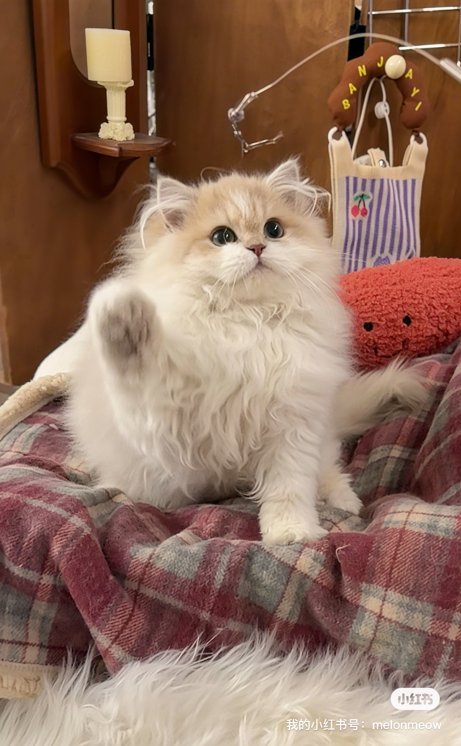 菇德莫宁 照片 2