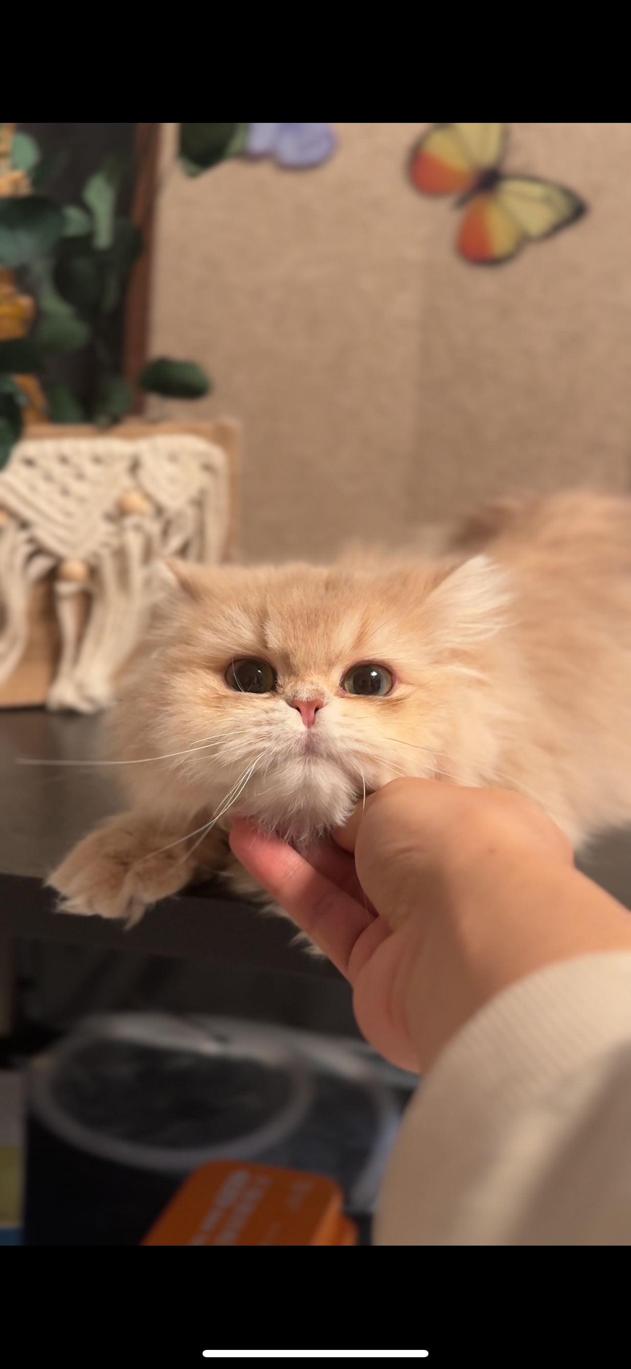玉绕
